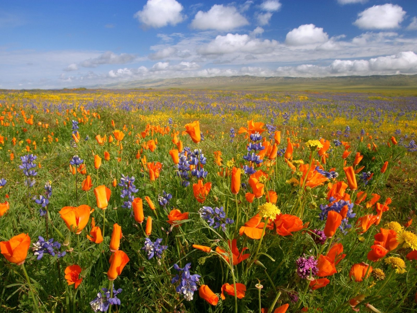Laden Sie das Blumen, Natur, Landschaft, Pflanzen-Bild kostenlos auf Ihren PC-Desktop herunter