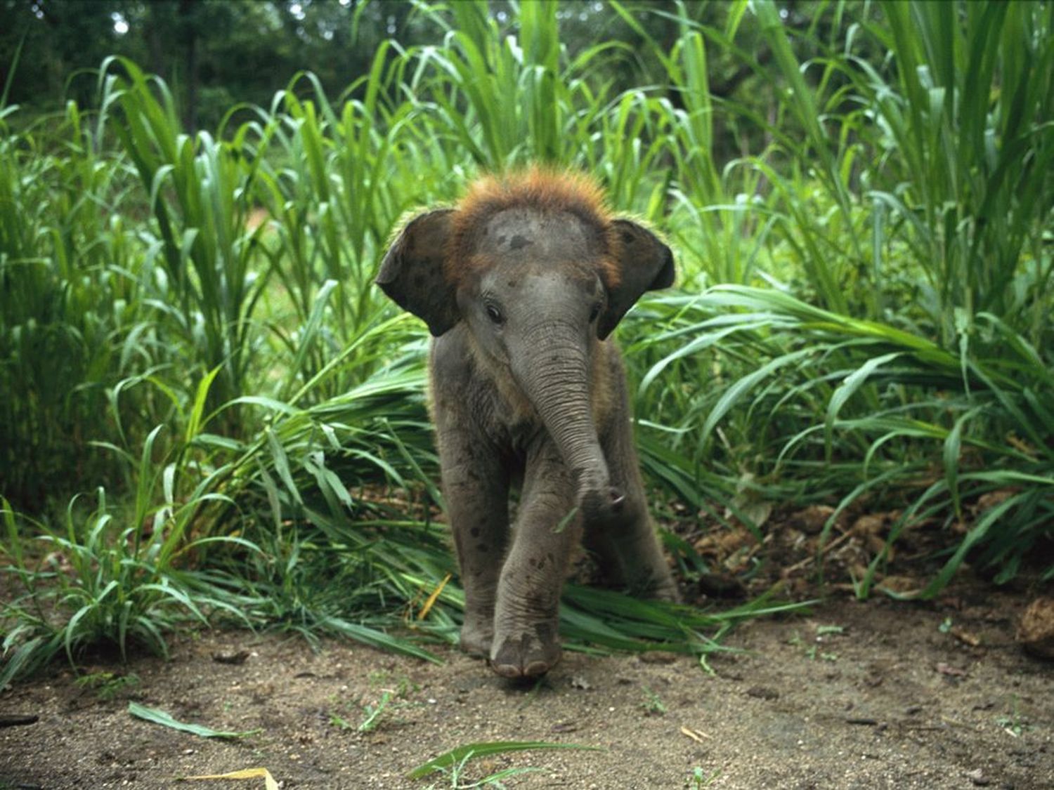 Descarga gratuita de fondo de pantalla para móvil de Animales, Elefante Asiático.