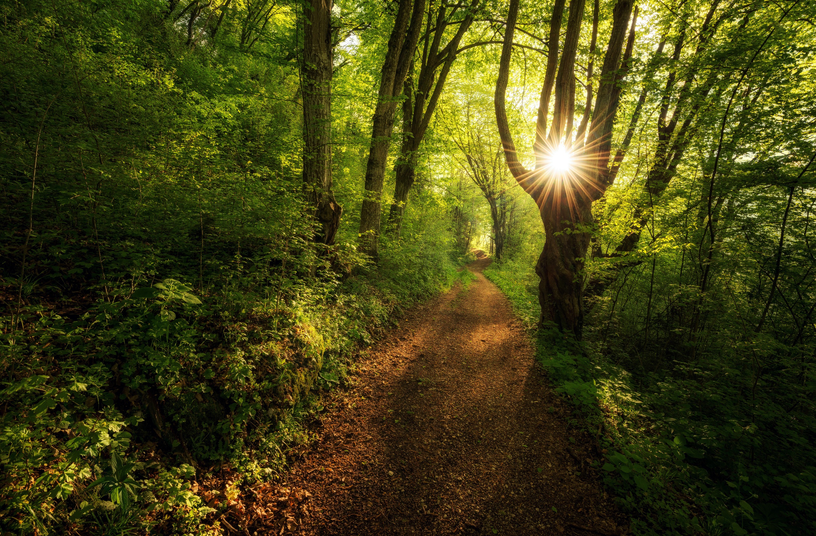 Download mobile wallpaper Nature, Forest, Earth, Path, Sunbeam, Greenery for free.