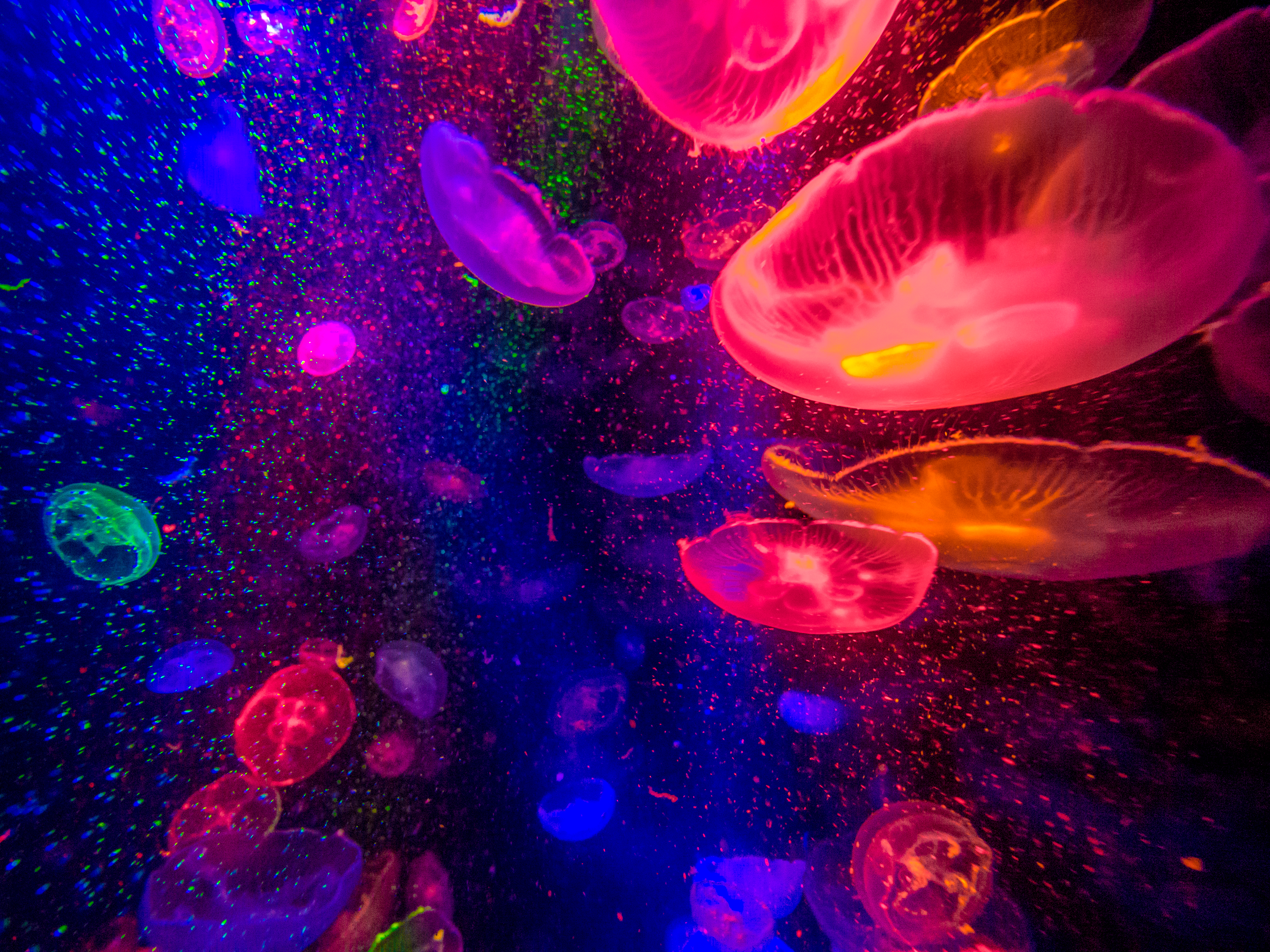 desktop Images jellyfish, animal, fishes
