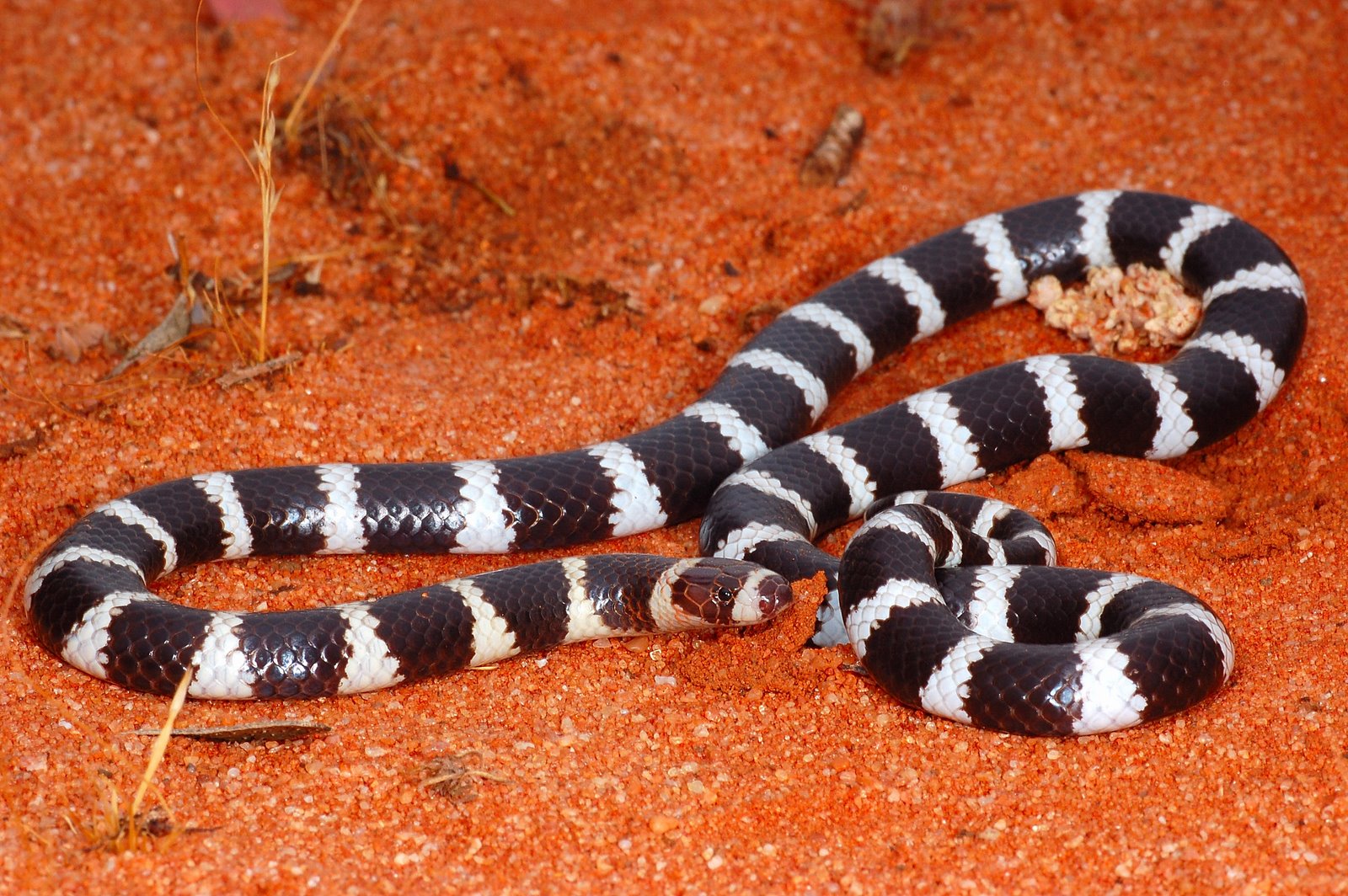 Baixe gratuitamente a imagem Animais, Cobra, Répteis na área de trabalho do seu PC