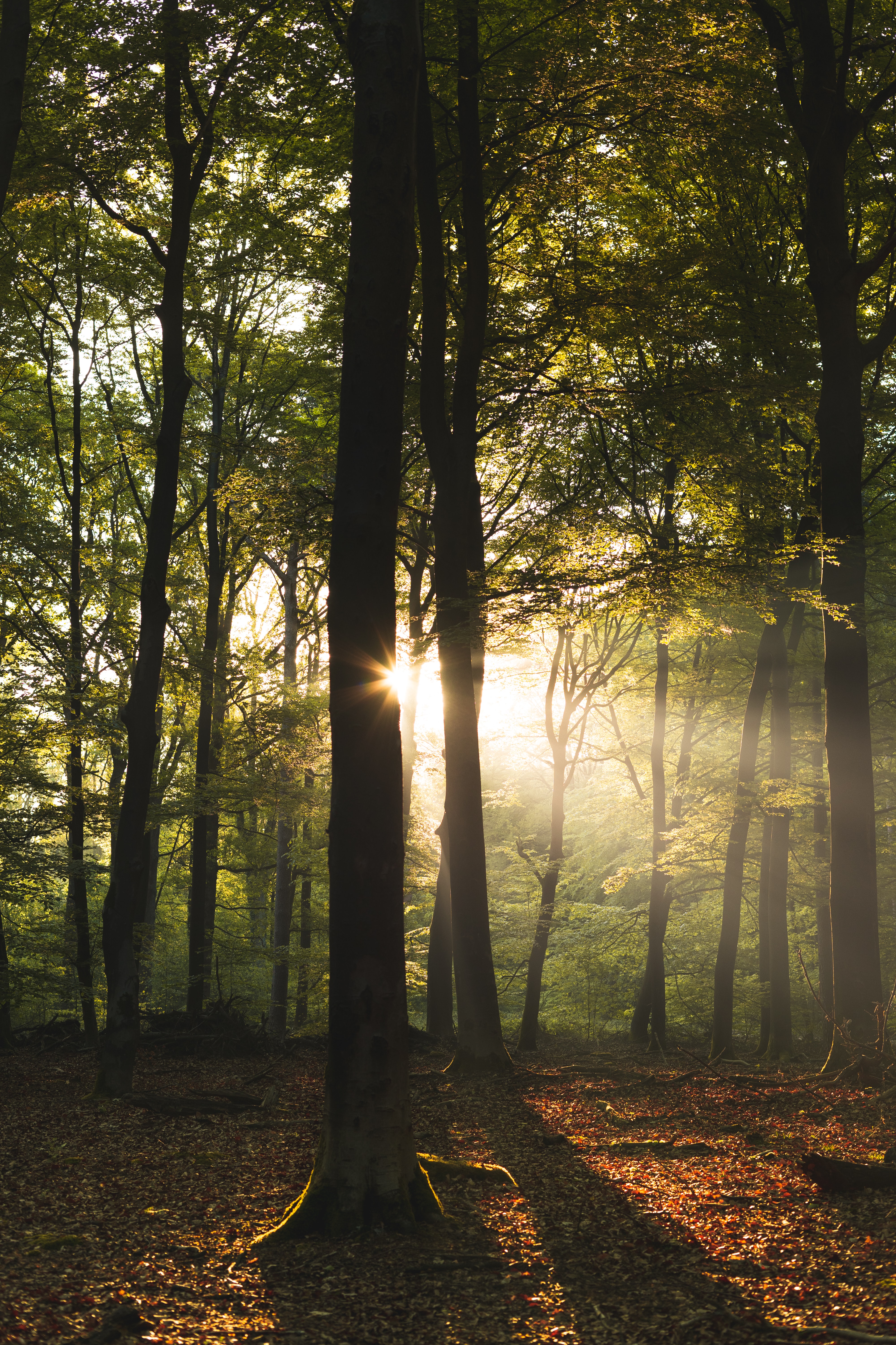 forest, nature, rays, trees, sun, beams phone background
