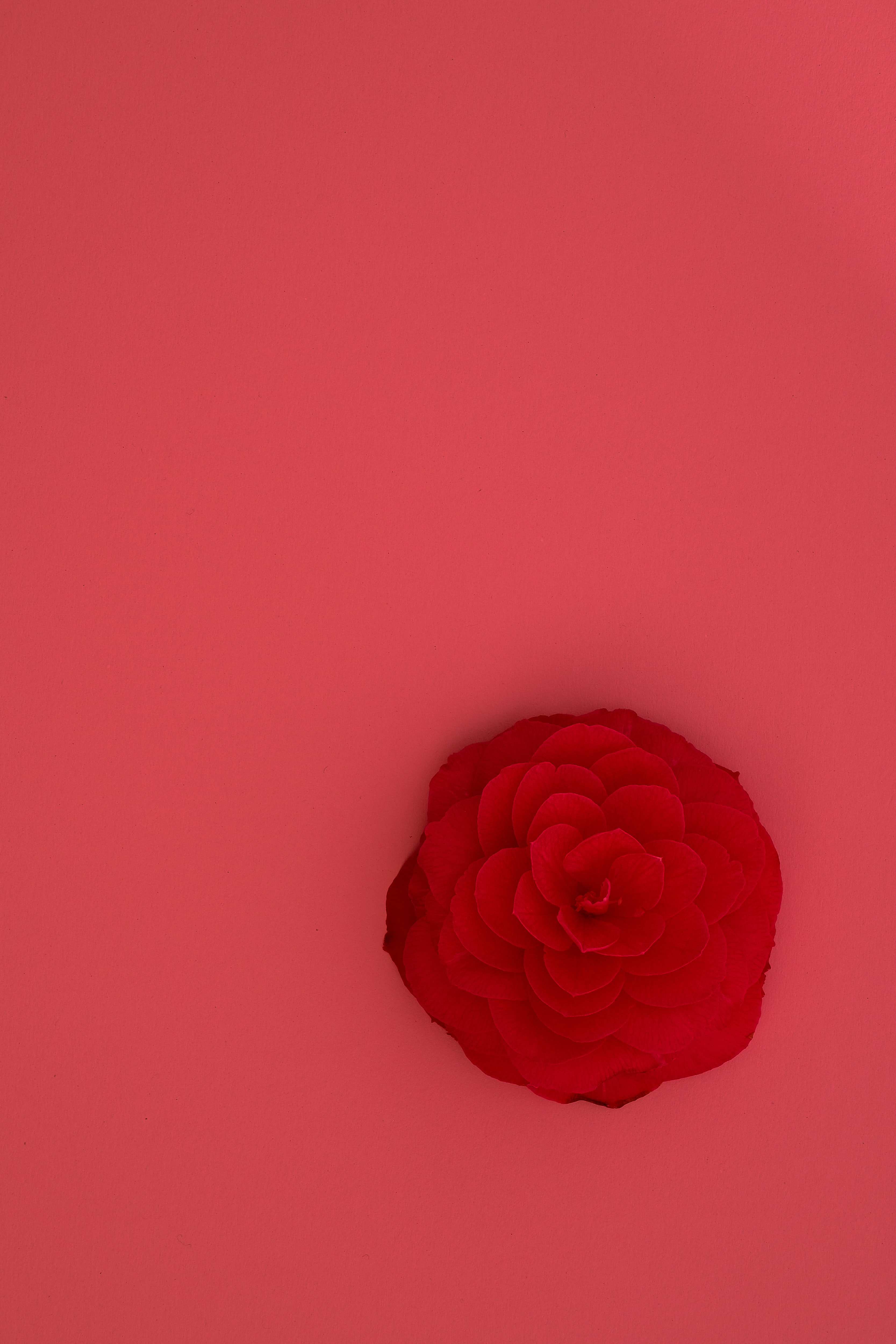 Скачать картинку Розовый, Цветок, Роза, Цветы в телефон бесплатно.