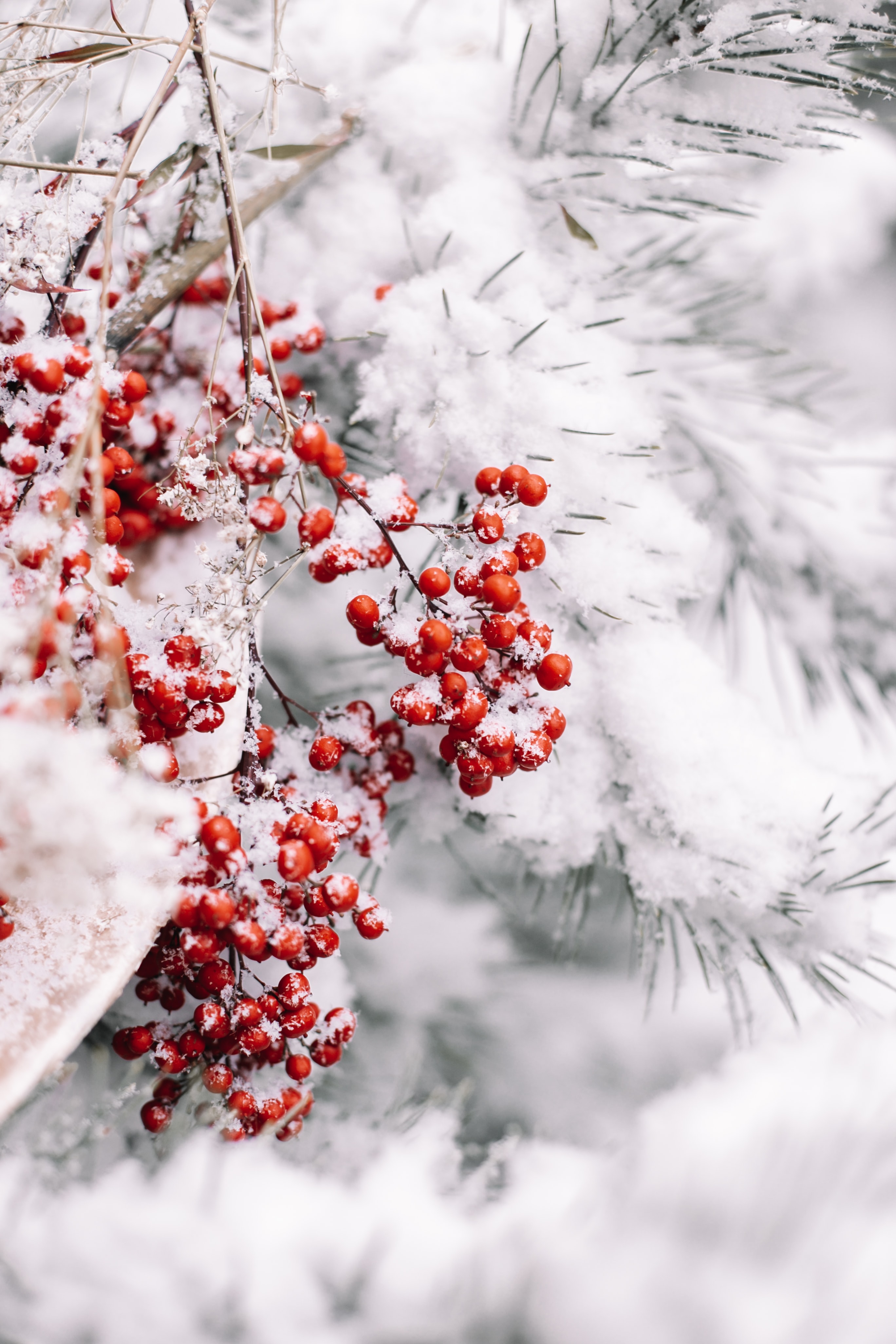 Laden Sie das Berries, Pflanze, Makro, Zweig, Ast, Schnee-Bild kostenlos auf Ihren PC-Desktop herunter