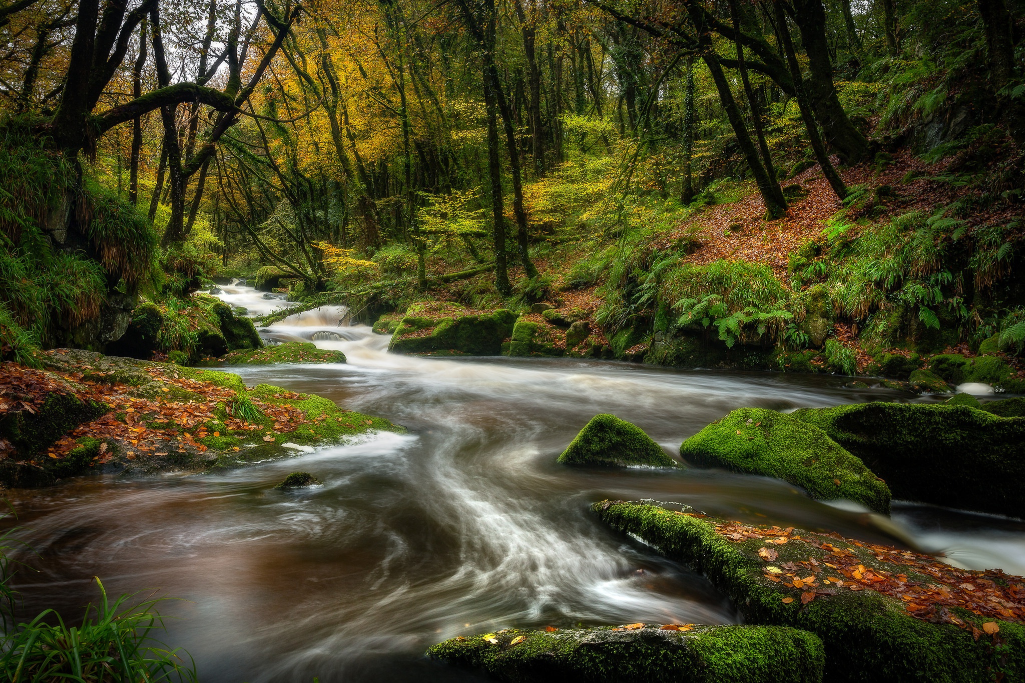 Free download wallpaper Nature, Forest, Earth, Moss, River on your PC desktop