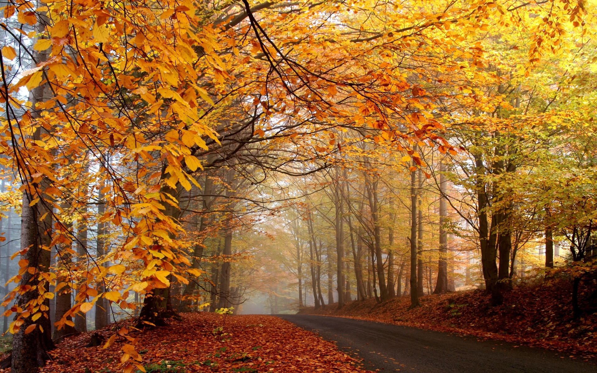 Download mobile wallpaper Trees, Roads, Leaves, Landscape, Autumn for free.