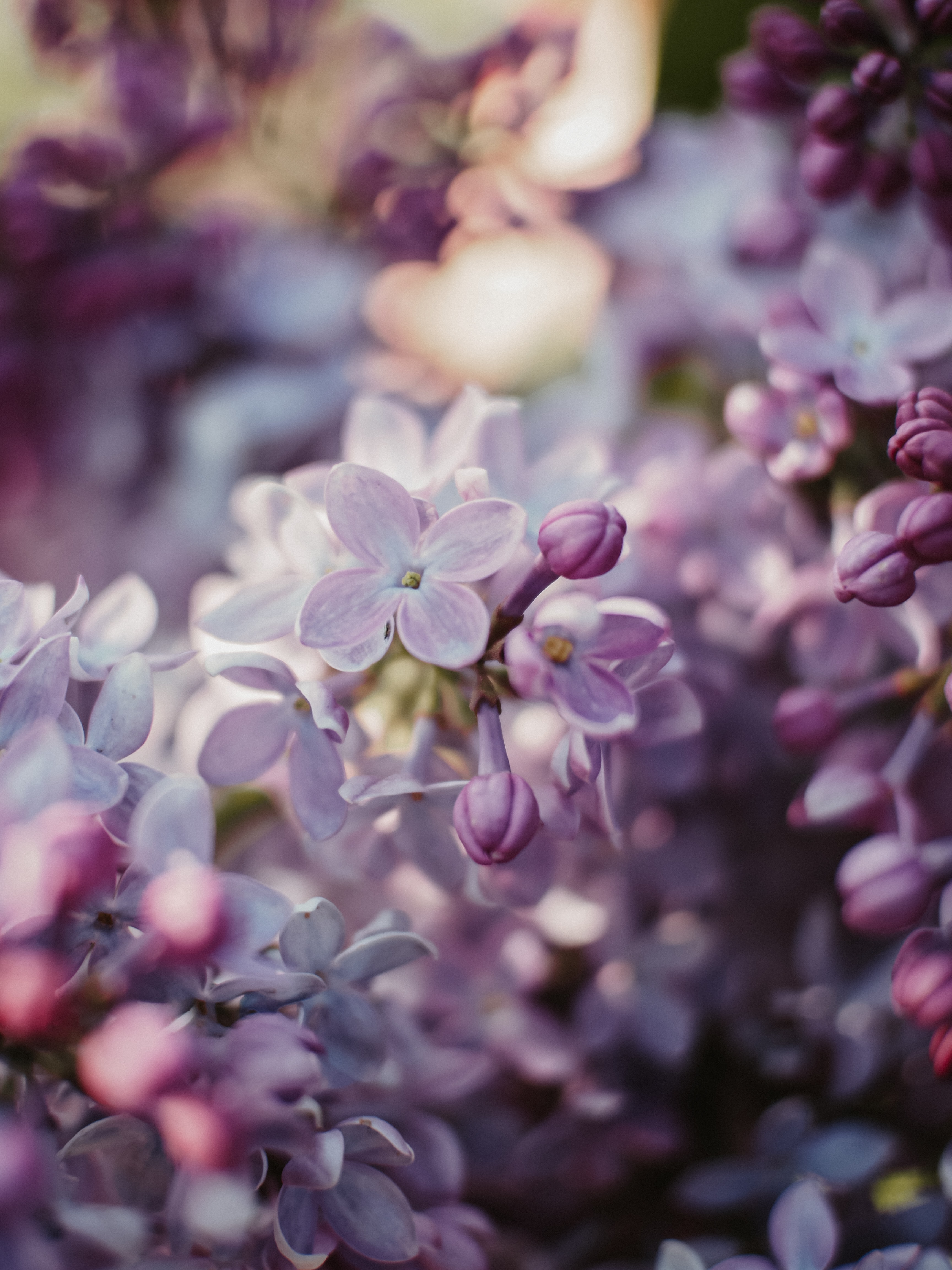 Handy-Wallpaper Blumen, Bush, Blühenden, Busch, Blühen, Lilac kostenlos herunterladen.
