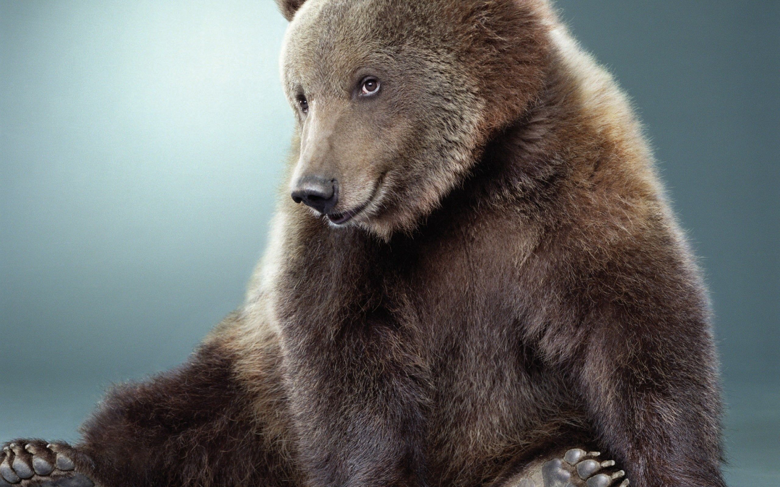 Скачать обои бесплатно Медведь, Окрас, Животные, Мех, Милый картинка на рабочий стол ПК