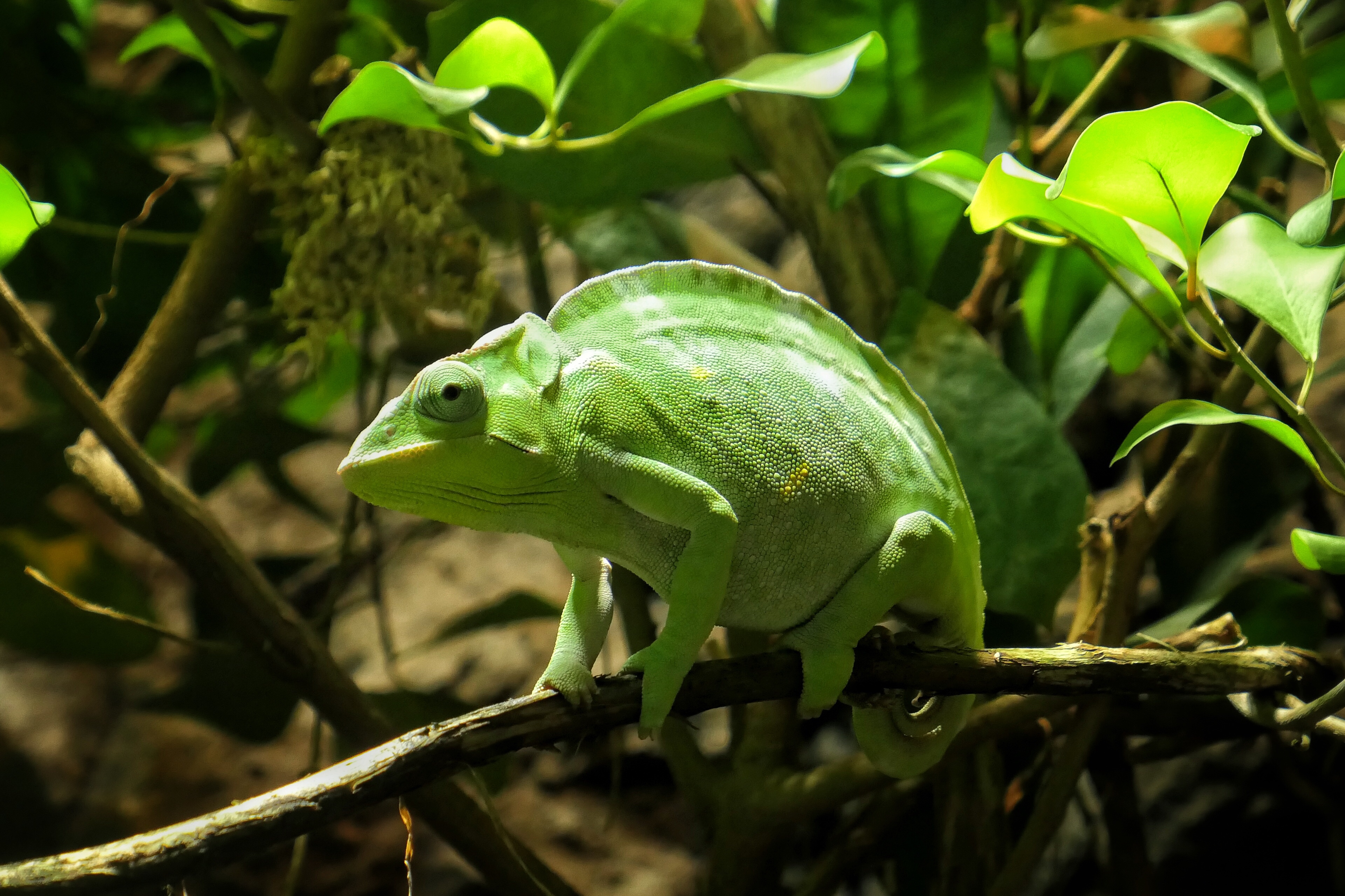 Download mobile wallpaper Branch, Reptile, Animals, Chameleon for free.