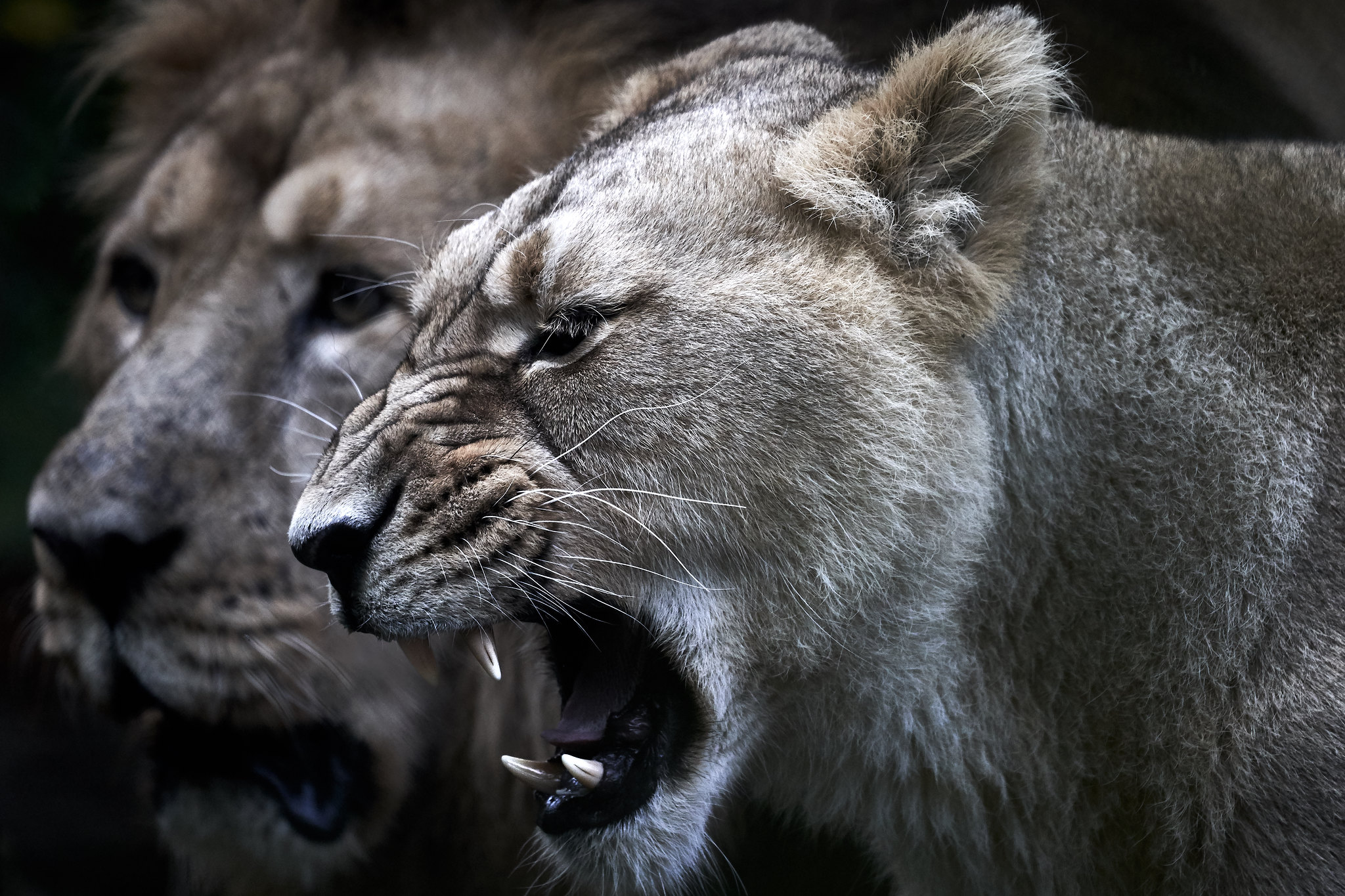 Téléchargez des papiers peints mobile Animaux, Chats, Lion gratuitement.