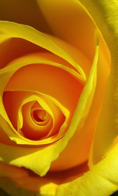 Download mobile wallpaper Flowers, Flower, Rose, Close Up, Earth, Yellow Flower for free.