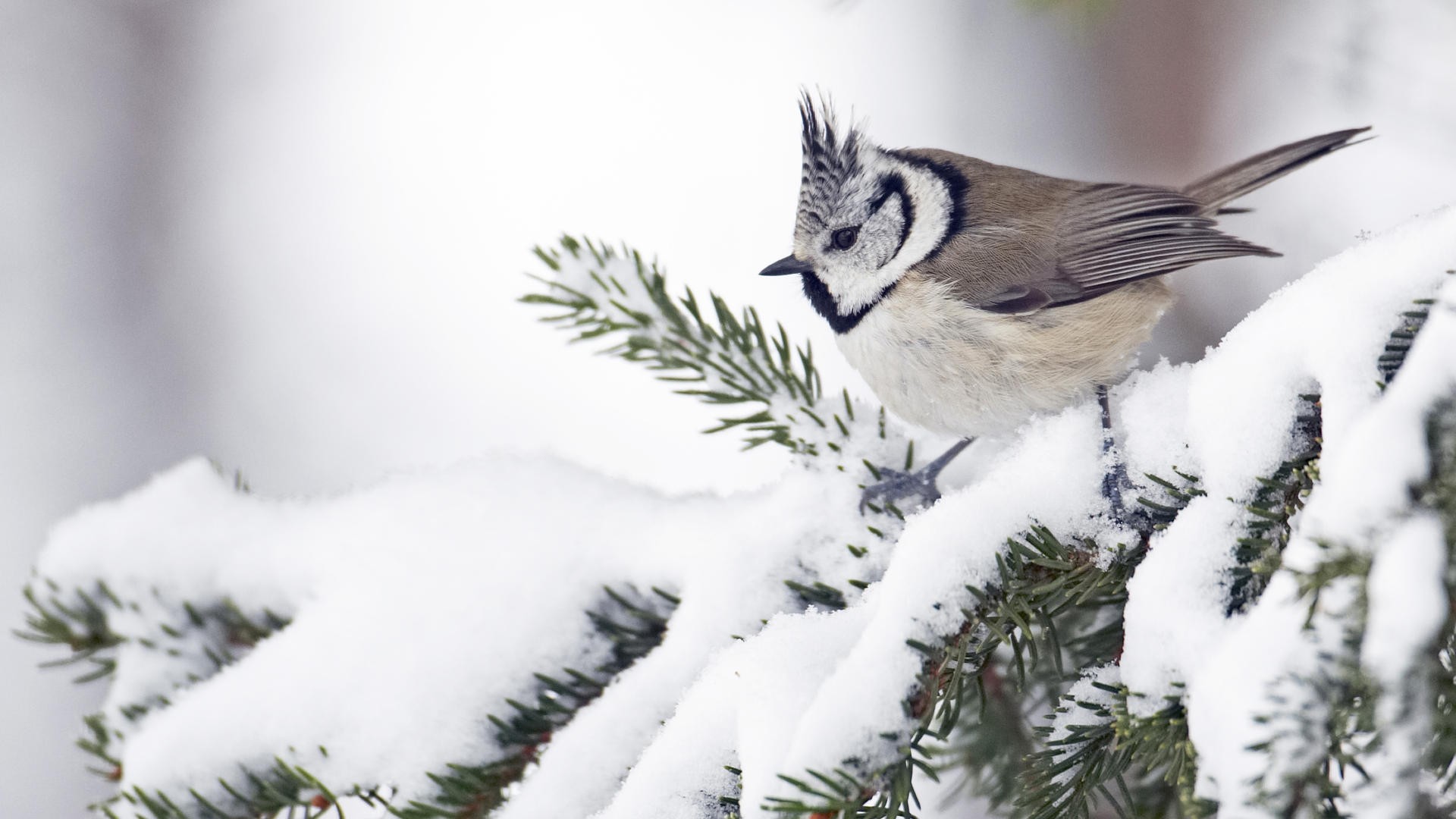 Free download wallpaper Bird, Animal on your PC desktop