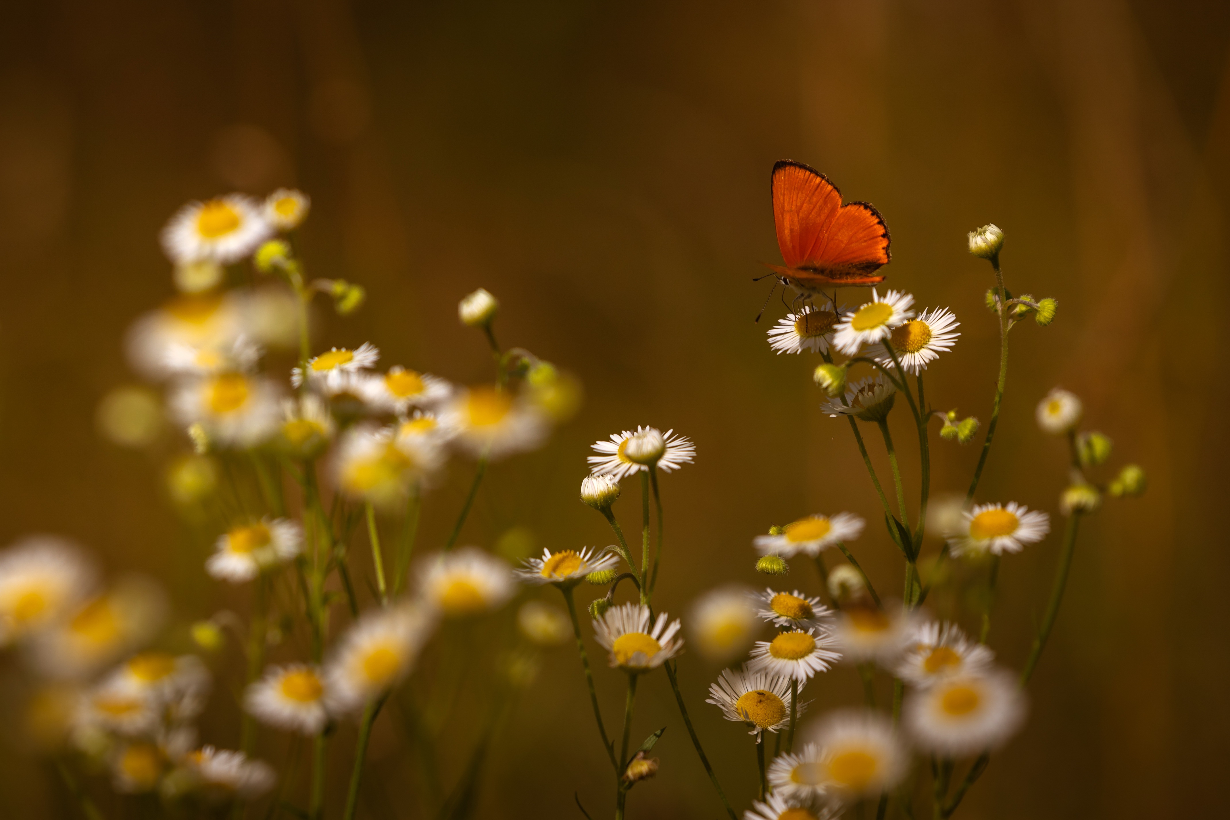 Download mobile wallpaper Summer, Flower, Macro, Insect, Butterfly, Animal for free.