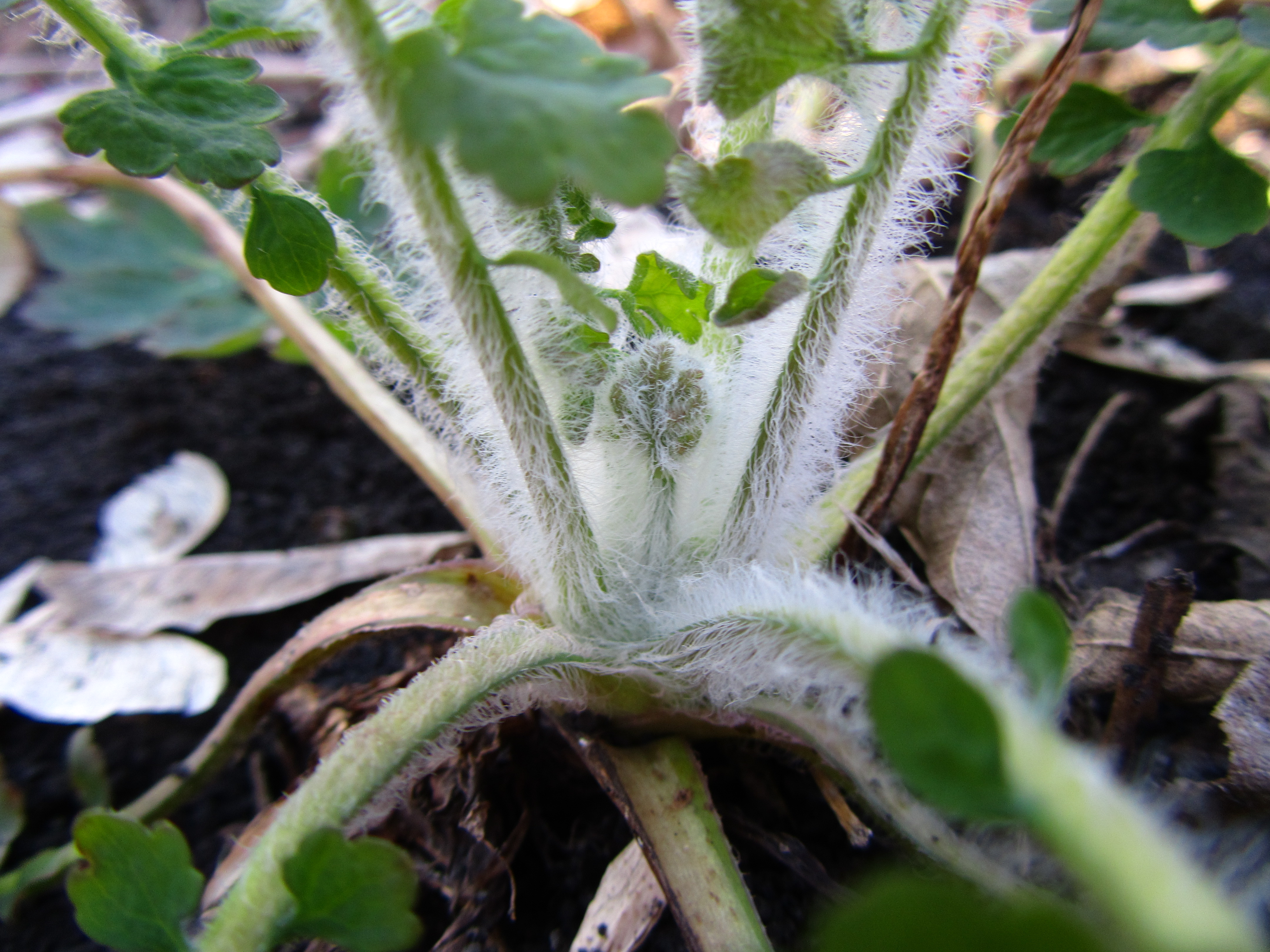 Descarga gratis la imagen Planta, Tierra/naturaleza en el escritorio de tu PC