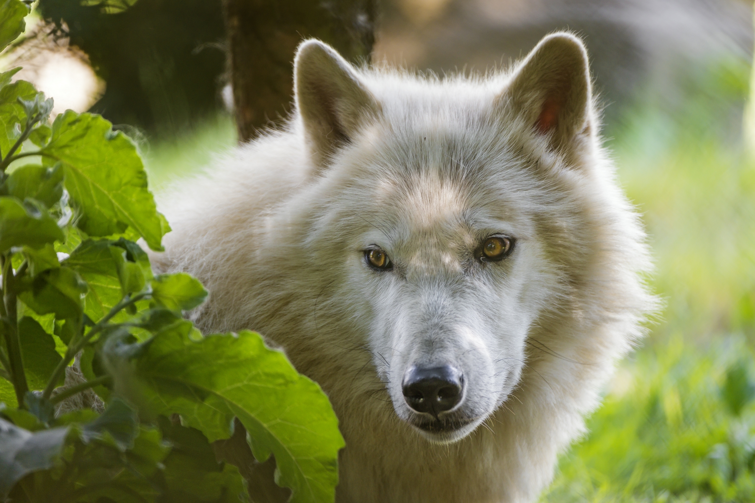 Download mobile wallpaper Opinion, Animals, Sight, Predator, Wolf for free.