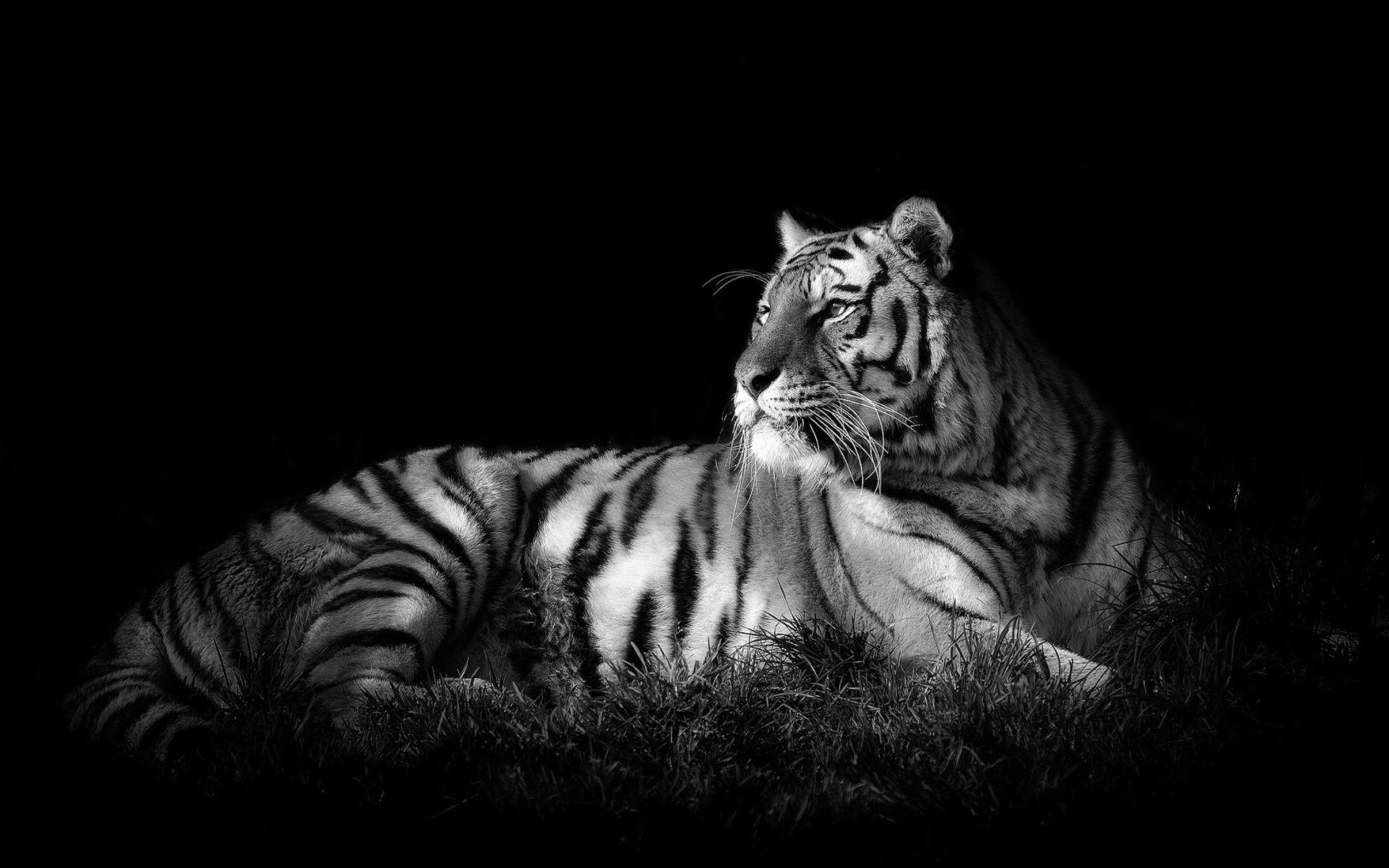Download mobile wallpaper Black & White, White Tiger, Cats, Animal, Tiger for free.