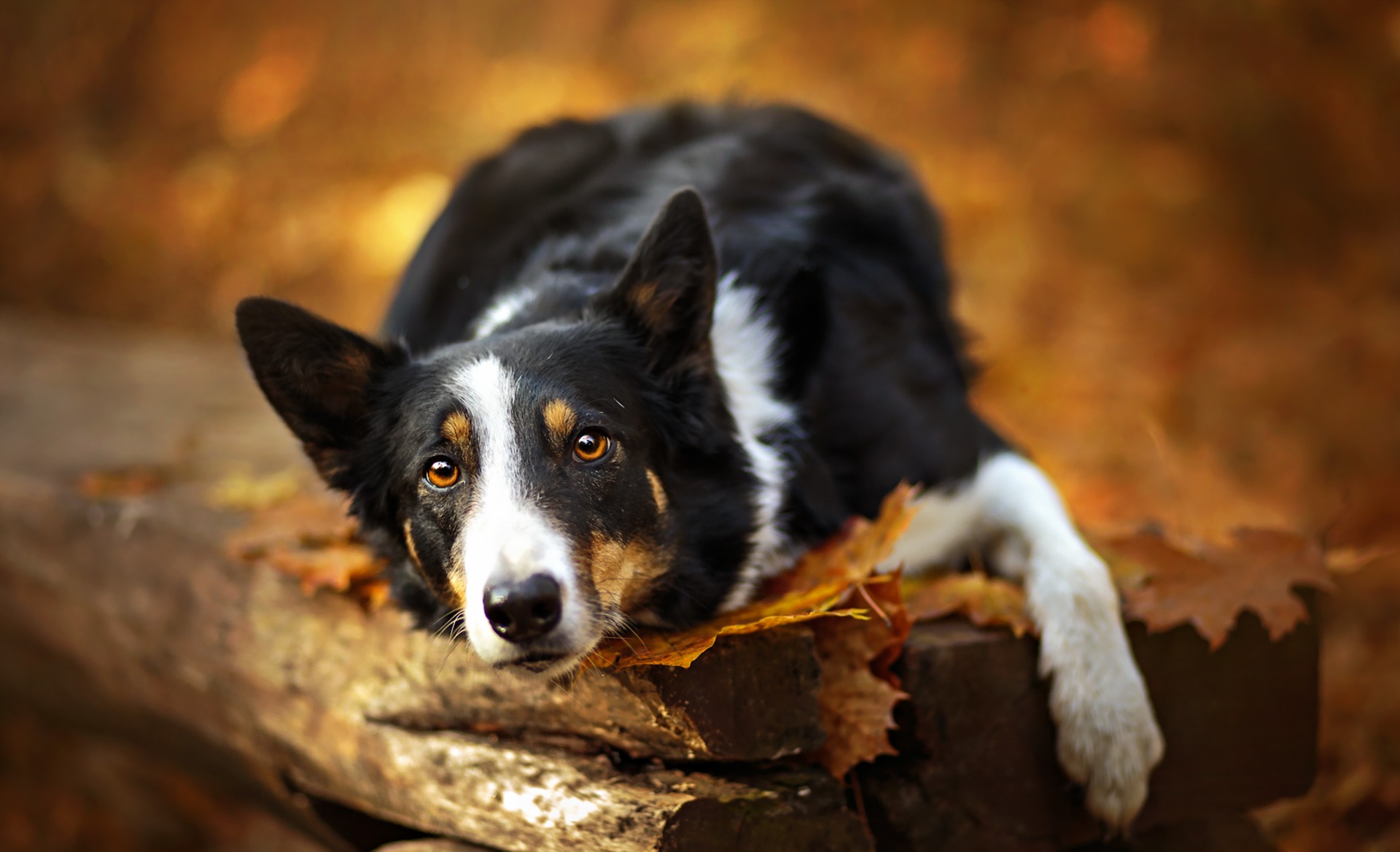 Download mobile wallpaper Dogs, Dog, Fall, Animal, Bokeh, Border Collie, Lying Down for free.