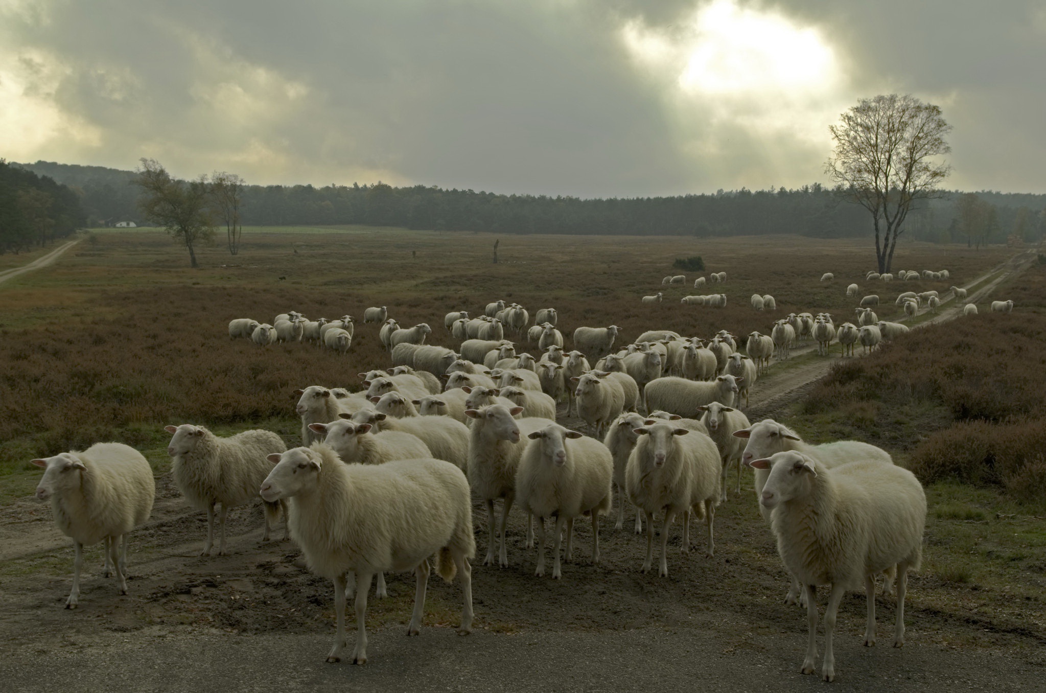 1000842 скачать картинку животные, овец, стадо - обои и заставки бесплатно