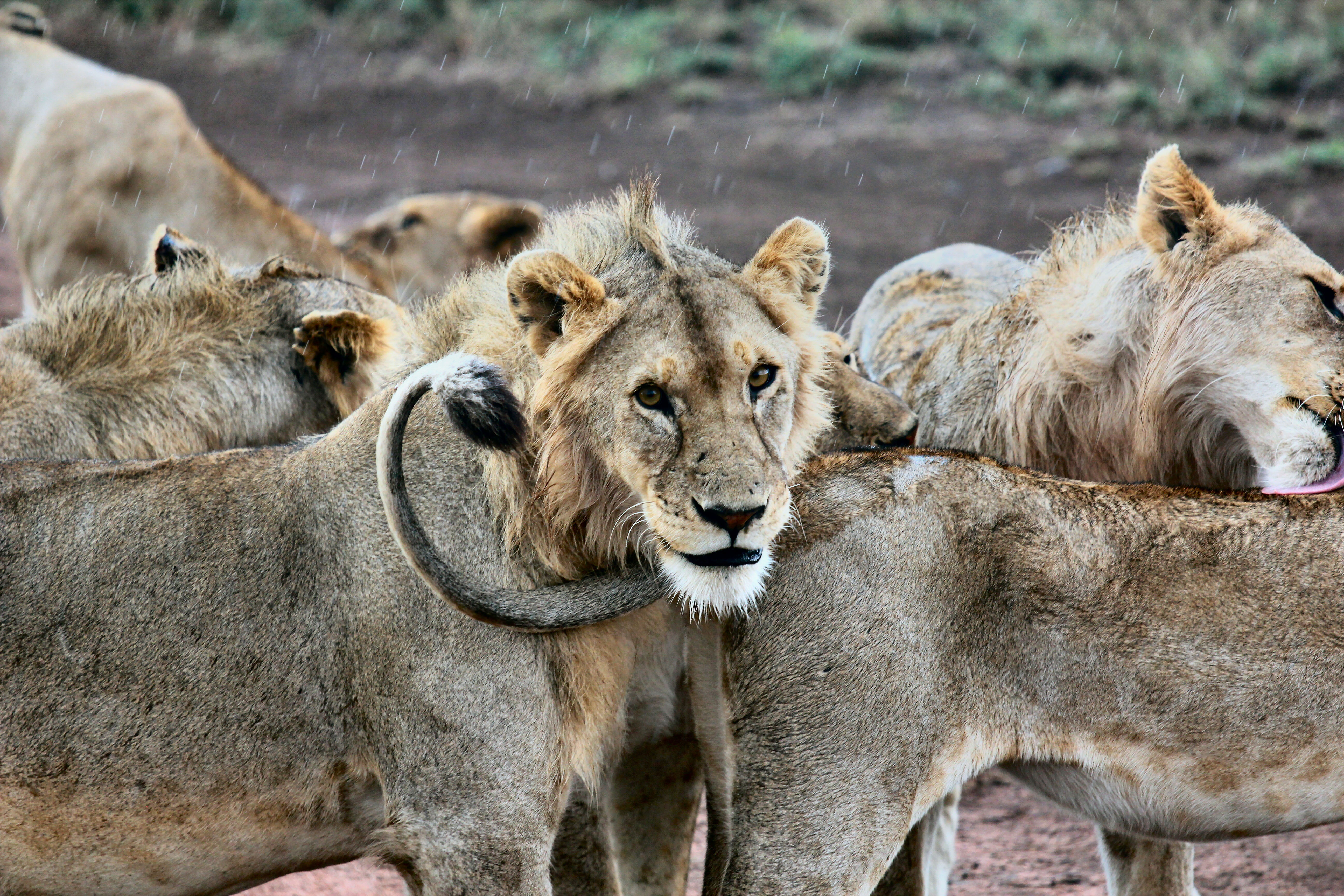 Download mobile wallpaper Muzzle, Animals, Predators, Lion, Lions for free.