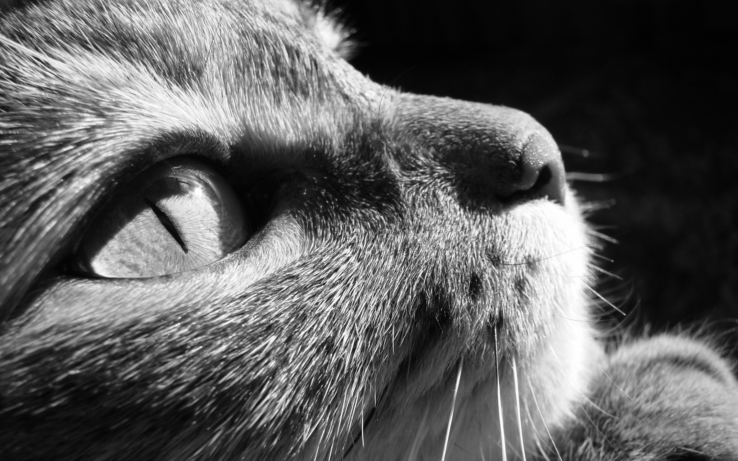 Descarga gratuita de fondo de pantalla para móvil de Gato, Gatos, Animales.