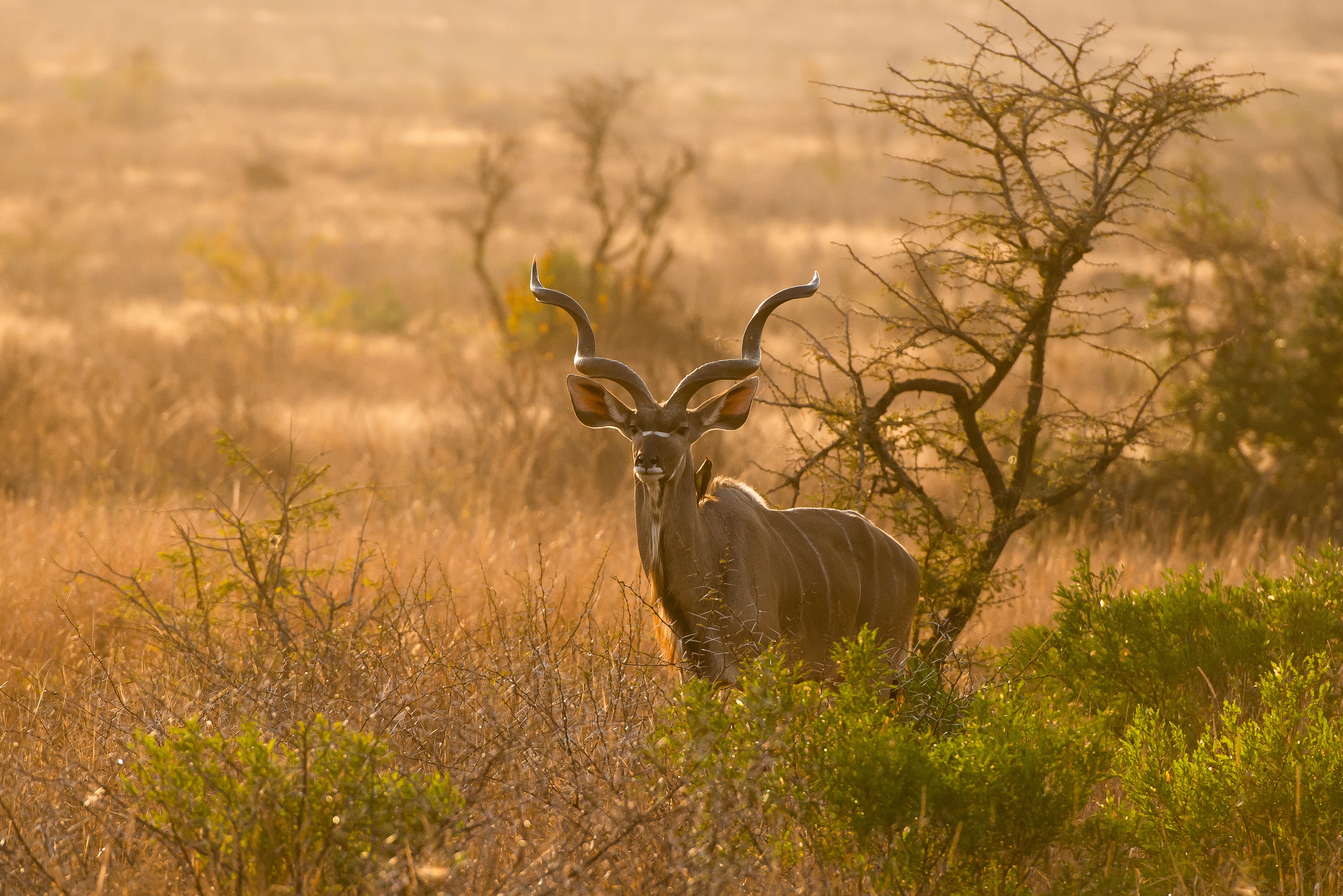 1046842 Bild herunterladen tiere, kudu, großer kudu - Hintergrundbilder und Bildschirmschoner kostenlos