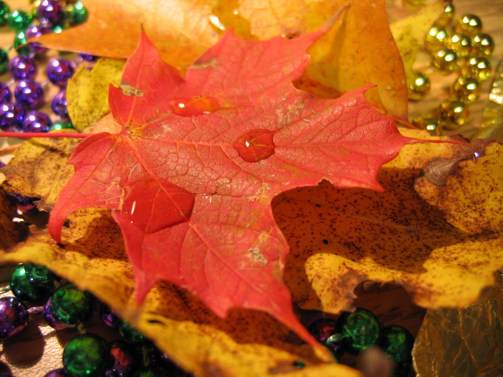 Free download wallpaper Plants, Autumn, Leaves, Drops, Background on your PC desktop