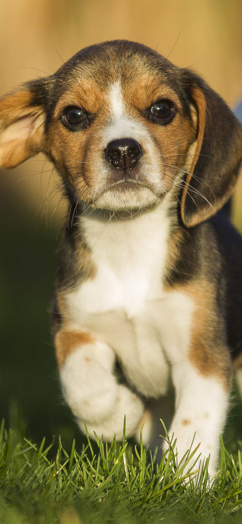 Download mobile wallpaper Dogs, Dog, Animal, Puppy, Beagle for free.