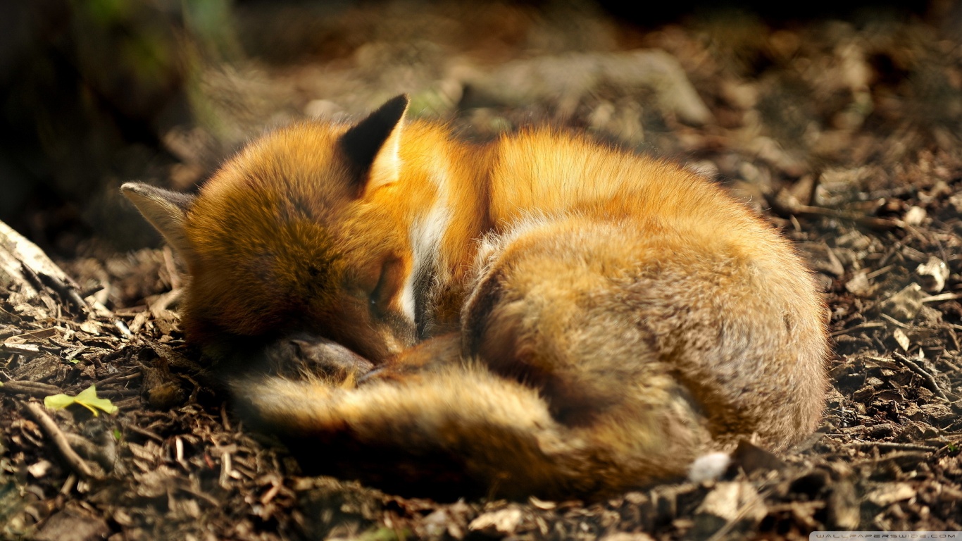 Download mobile wallpaper Fox, Animal for free.