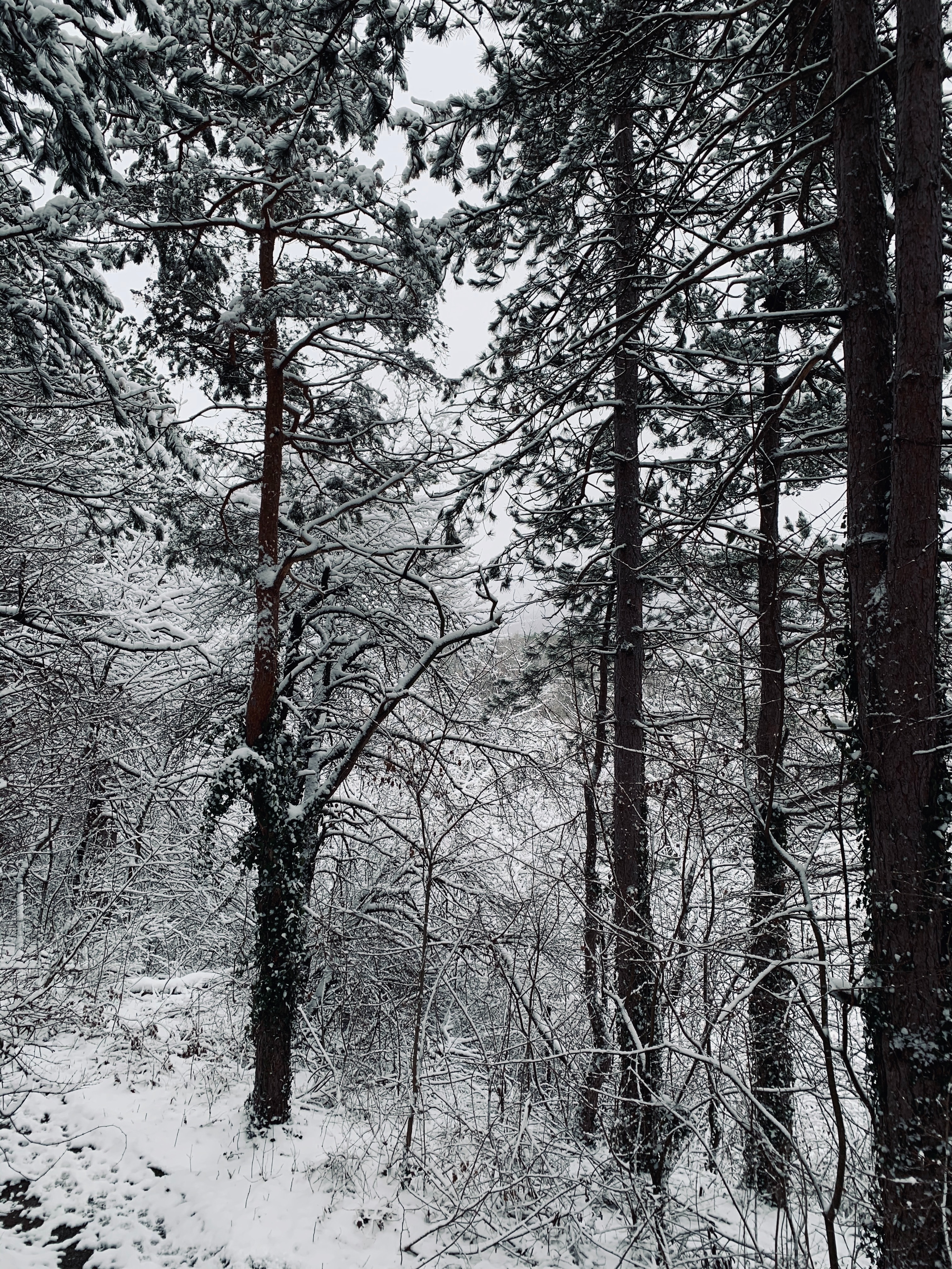 Descarga gratuita de fondo de pantalla para móvil de Invierno, Naturaleza, Árboles, Nieve, Bosque.
