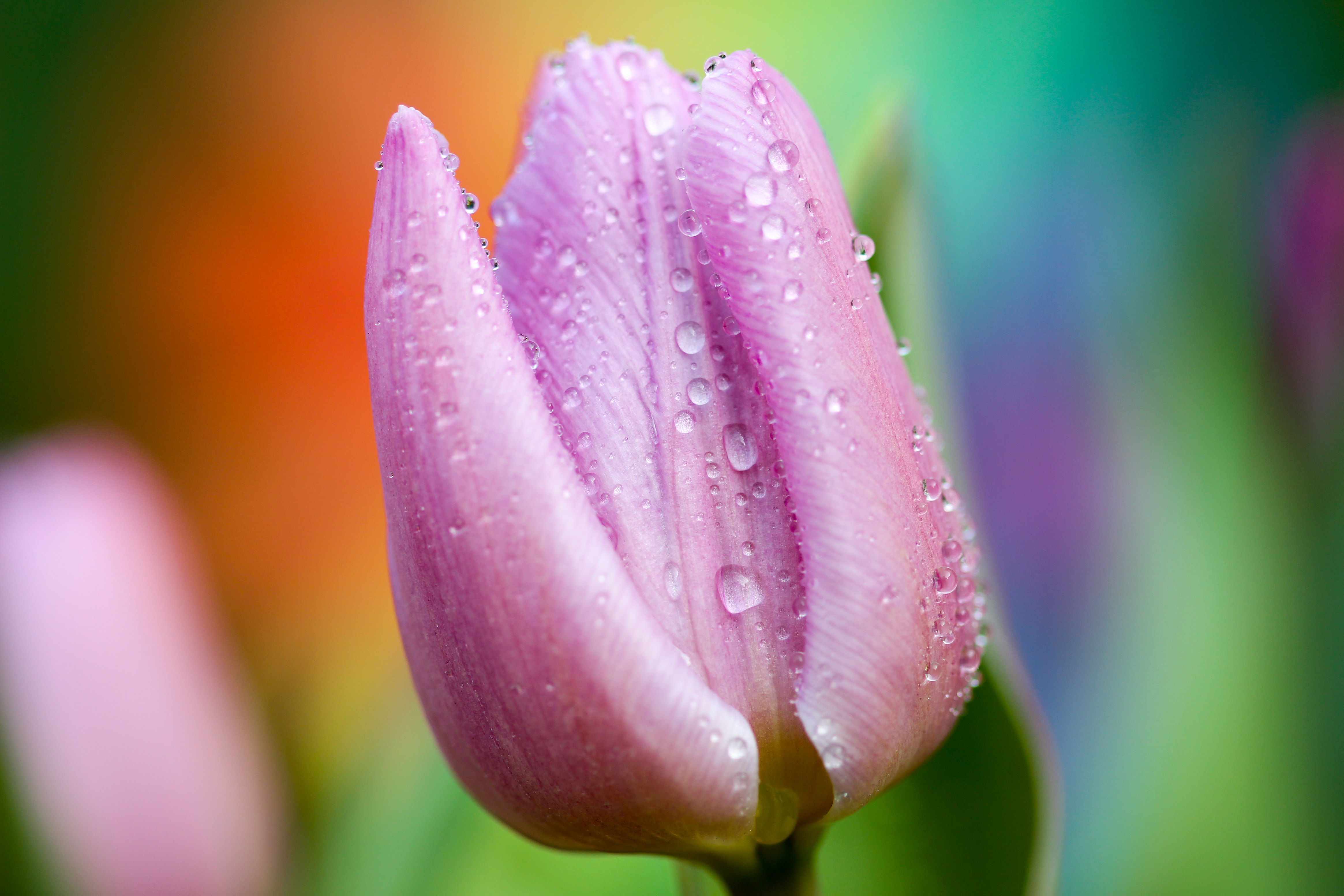 157275 Bild herunterladen drops, rosa, makro, nahaufnahme, tulpe, tulip - Hintergrundbilder und Bildschirmschoner kostenlos