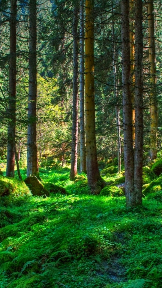 Скачать картинку Пейзаж, Лес, Дерево, Земля/природа в телефон бесплатно.