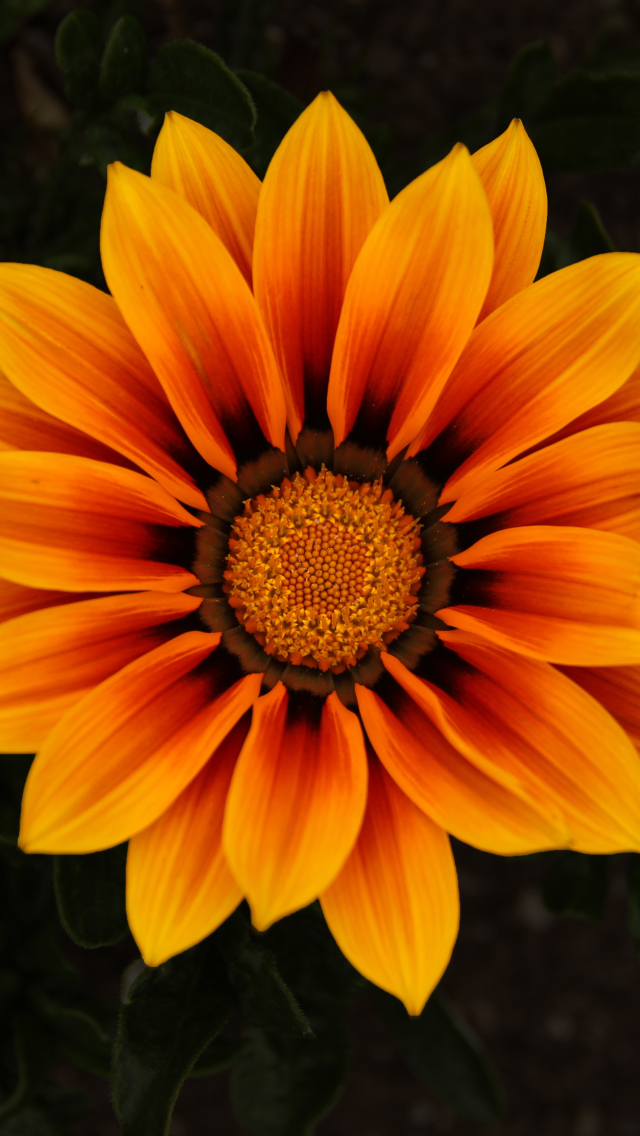 1129519 télécharger le fond d'écran terre/nature, gazanie, fleur, fleur jaune, fleurs - économiseurs d'écran et images gratuitement