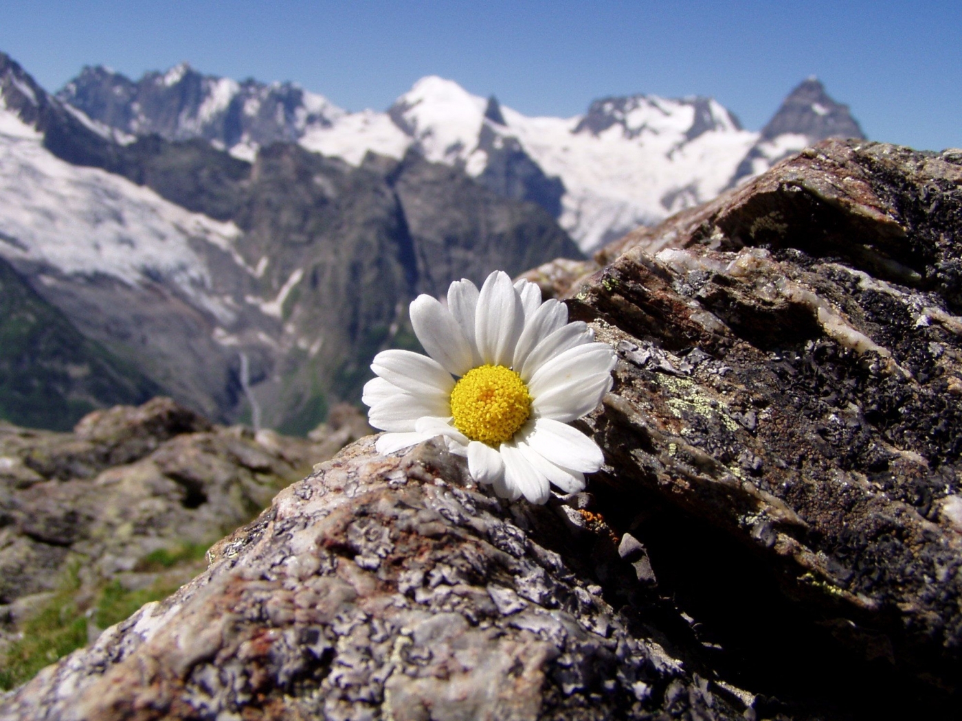 Laden Sie das Blumen, Mountains, Landschaft-Bild kostenlos auf Ihren PC-Desktop herunter