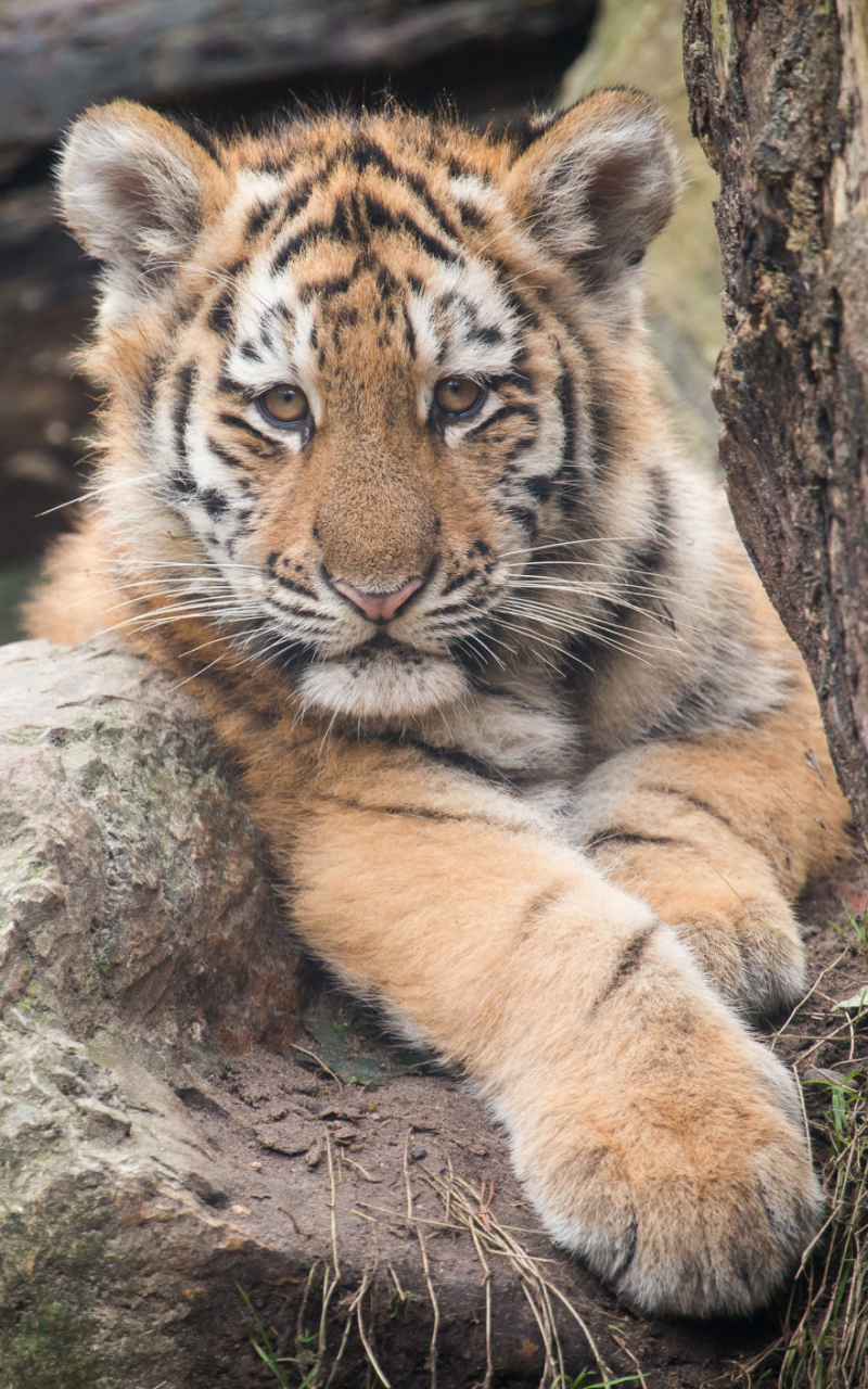 Download mobile wallpaper Cats, Tiger, Animal, Cute, Cub for free.