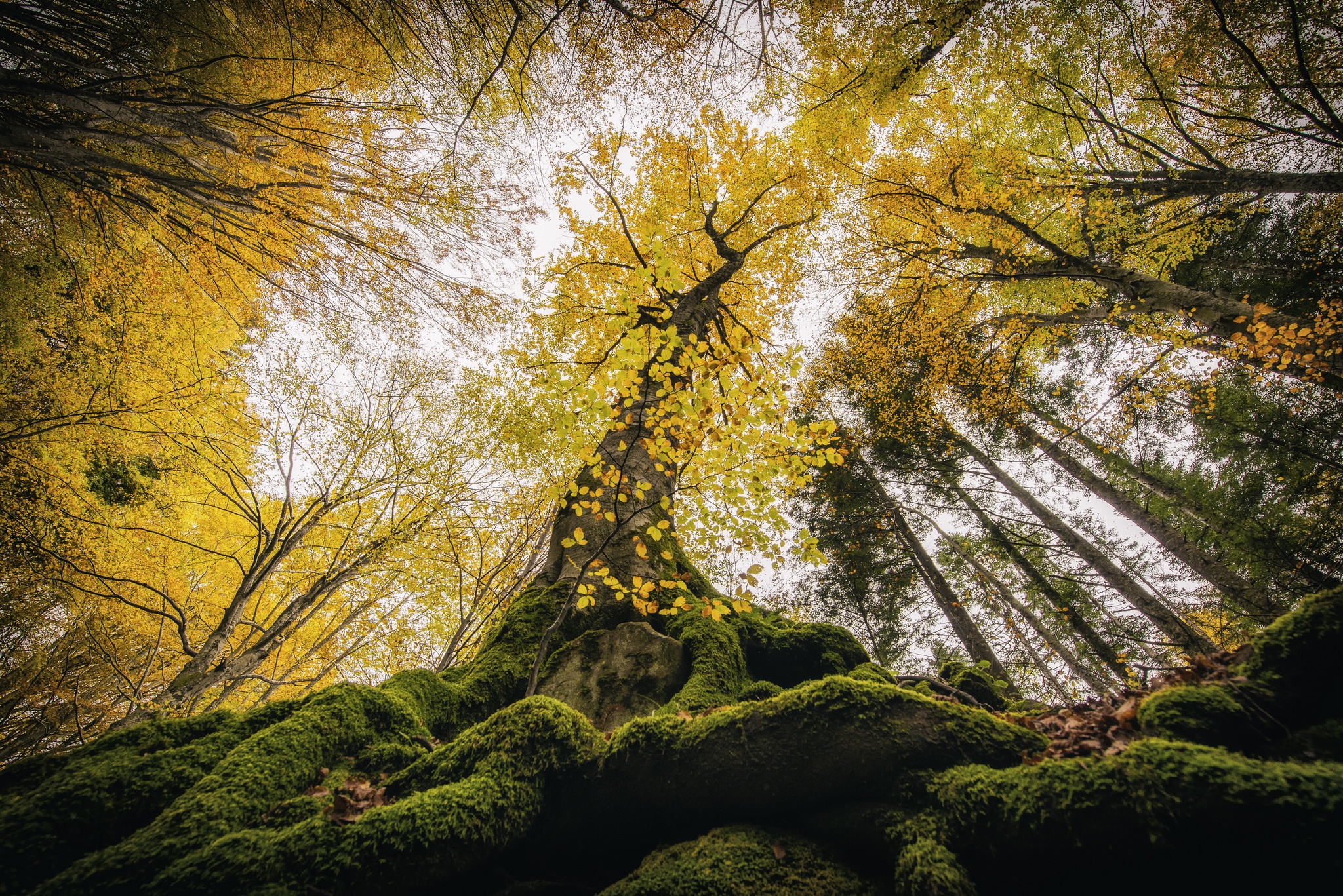 Скачать обои бесплатно Природа, Деревья, Осень, Дерево, Мох, Земля/природа, Верхушки Деревьев картинка на рабочий стол ПК