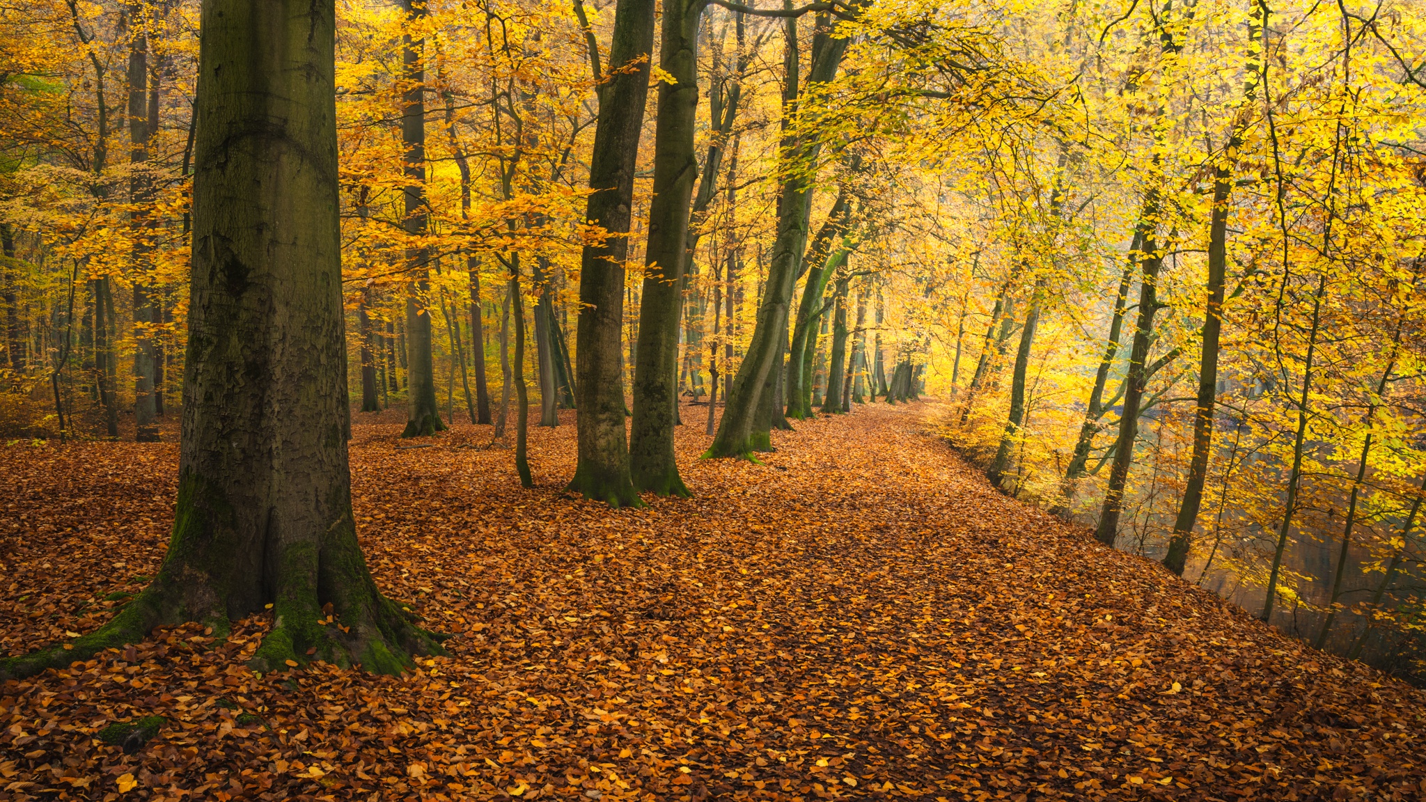 Descarga gratis la imagen Otoño, Parque, Árbol, Tierra/naturaleza en el escritorio de tu PC