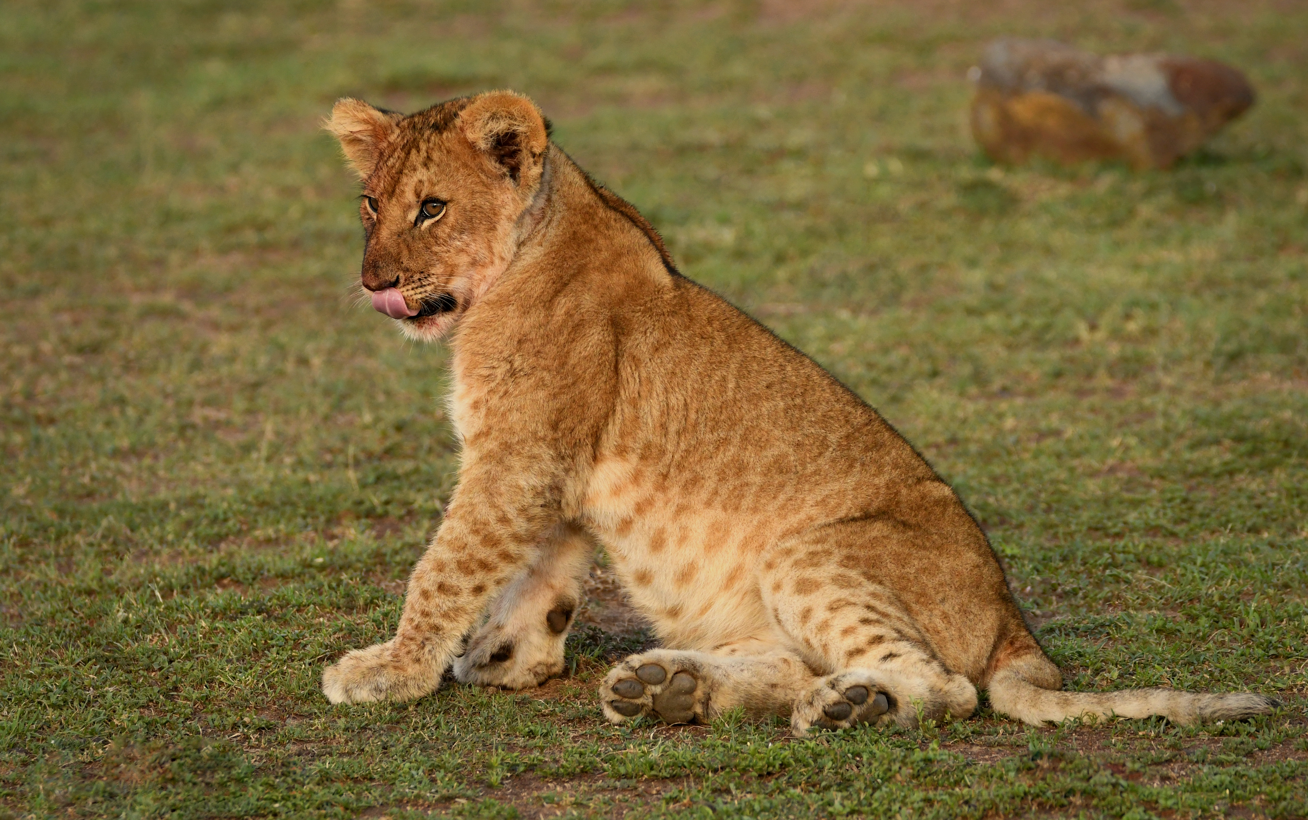 482020 Hintergrundbild herunterladen tiere, löwe, jungtier, masai mara nationalreservat, katzen - Bildschirmschoner und Bilder kostenlos