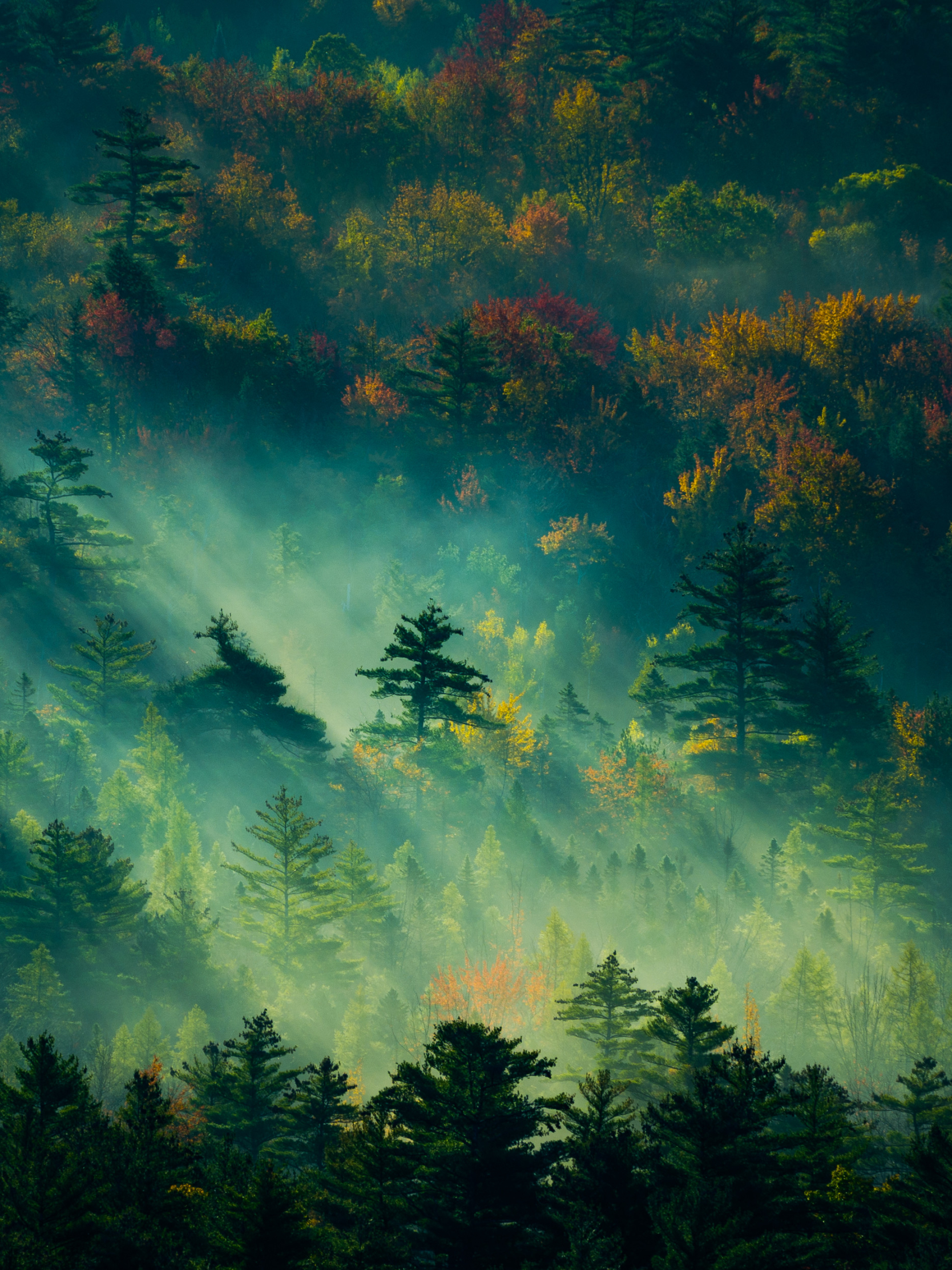 Download mobile wallpaper Forest, Fog, Earth, Morning, Sunlight for free.