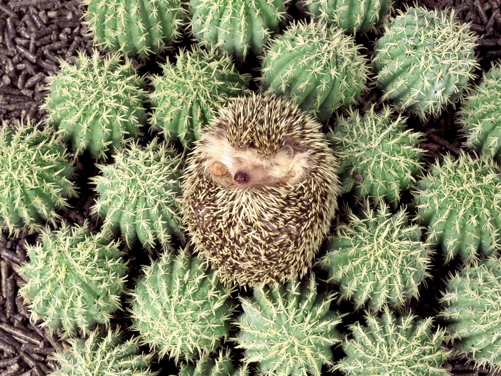 animals, hedgehogs, cactuses Panoramic Wallpaper