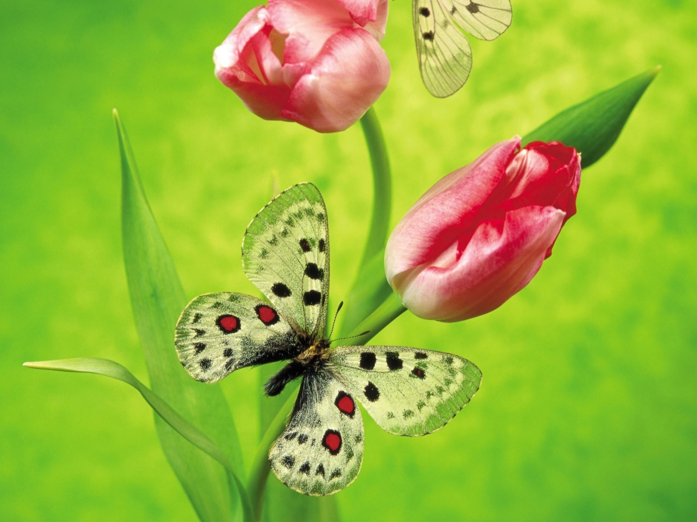 35660 descargar fondo de pantalla mariposas, insectos, verde: protectores de pantalla e imágenes gratis