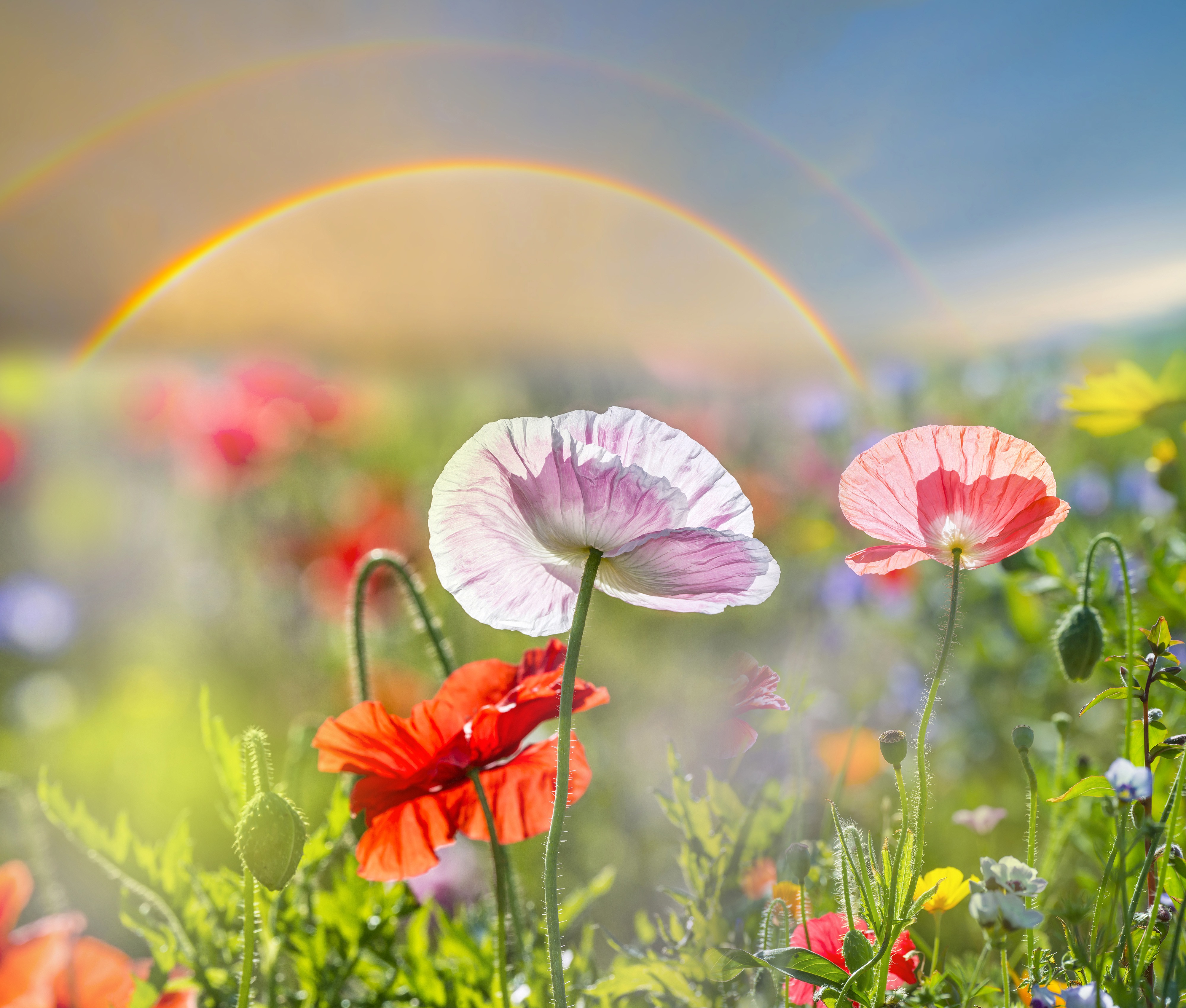 Free download wallpaper Nature, Flowers, Summer, Rainbow, Flower, Earth, Poppy on your PC desktop