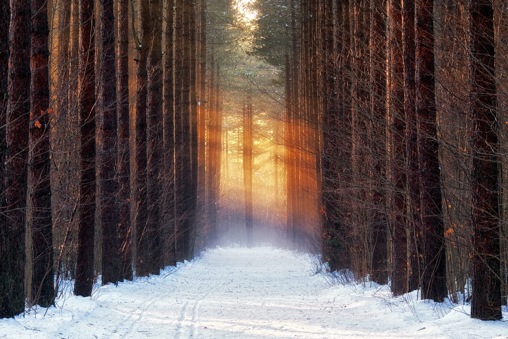 PCデスクトップに冬, 自然, 木, 雪, 道, 地球, サンビーム, 並木道画像を無料でダウンロード