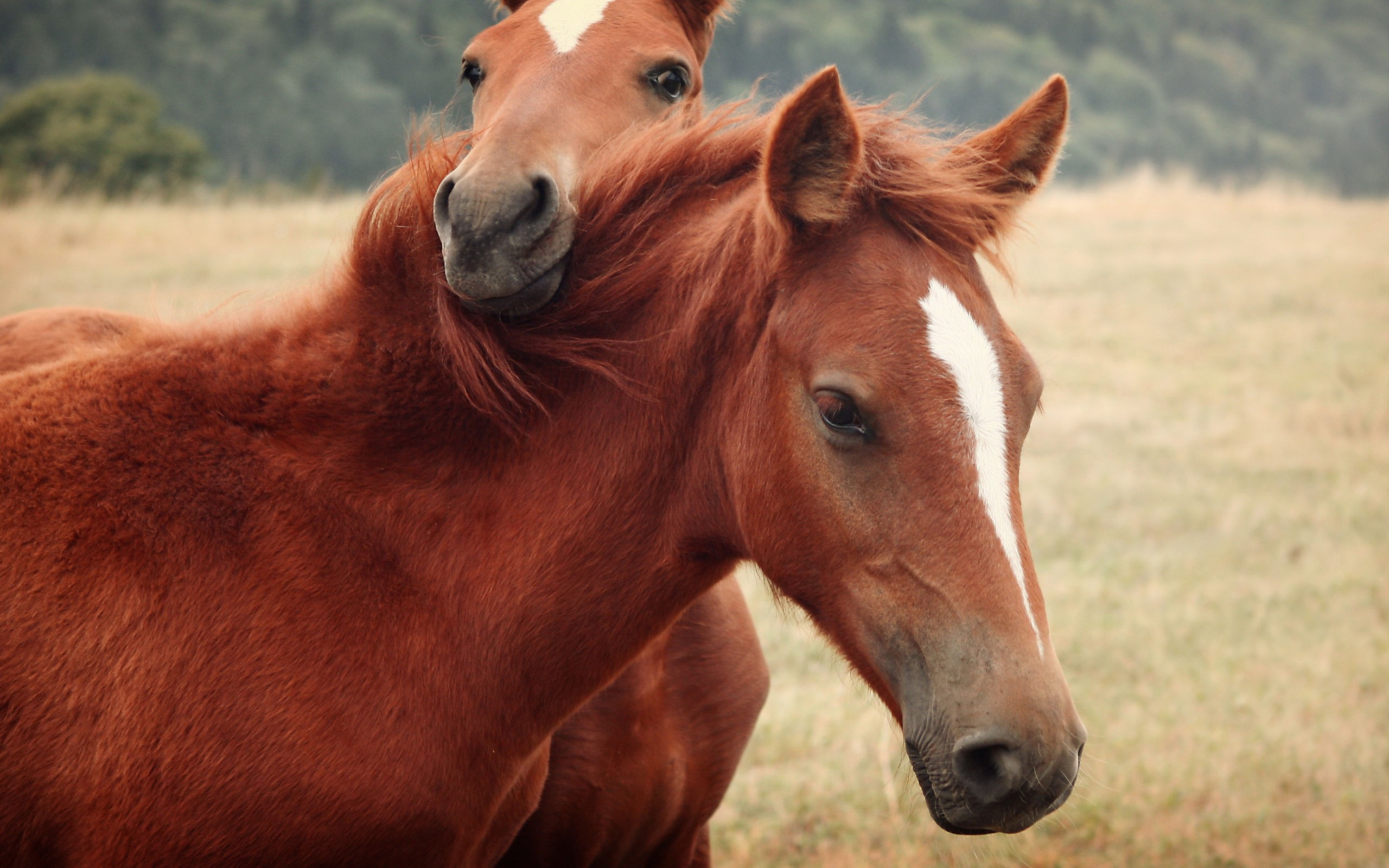 PCデスクトップに動物, 馬画像を無料でダウンロード