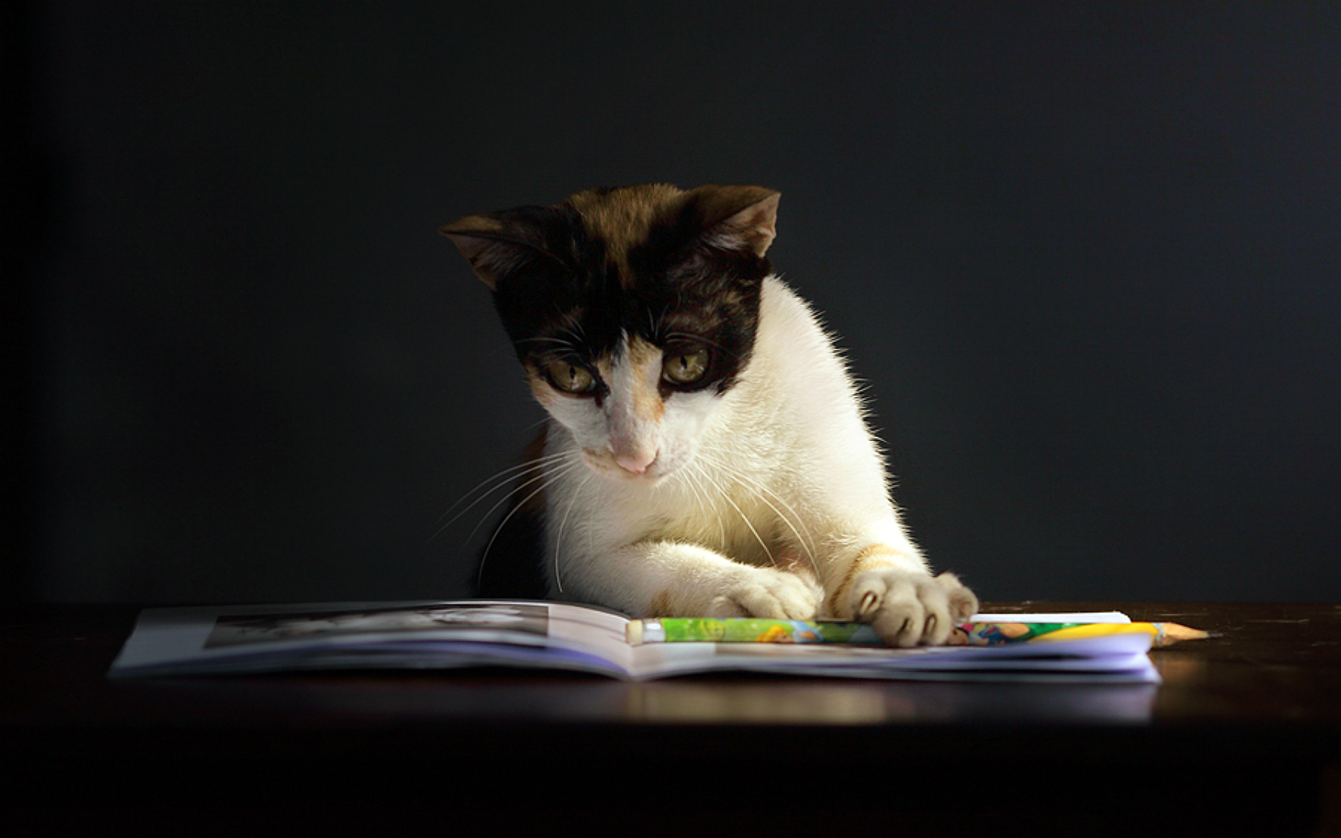 Téléchargez des papiers peints mobile Animaux, Chats, Chat gratuitement.