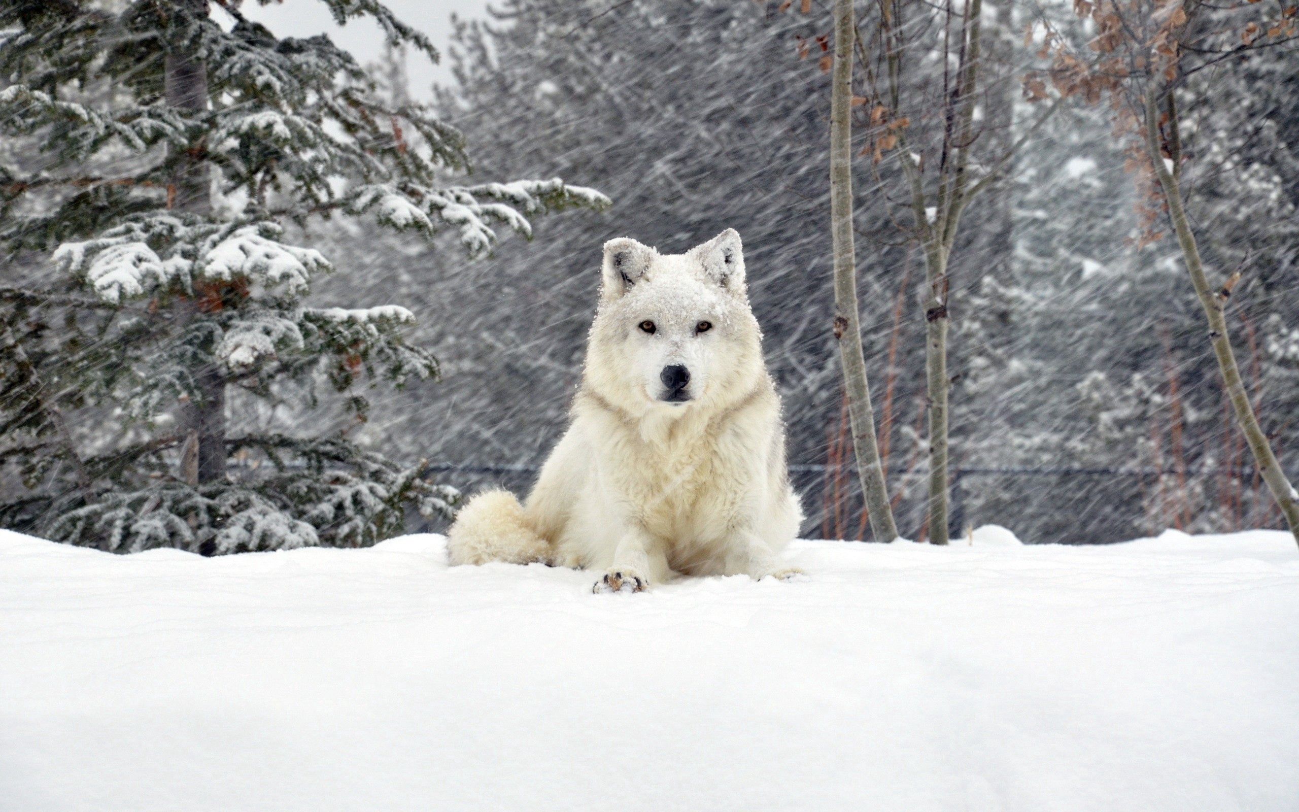 138053 скачать обои лежать, волк, снег, собака, животные, лес - заставки и картинки бесплатно