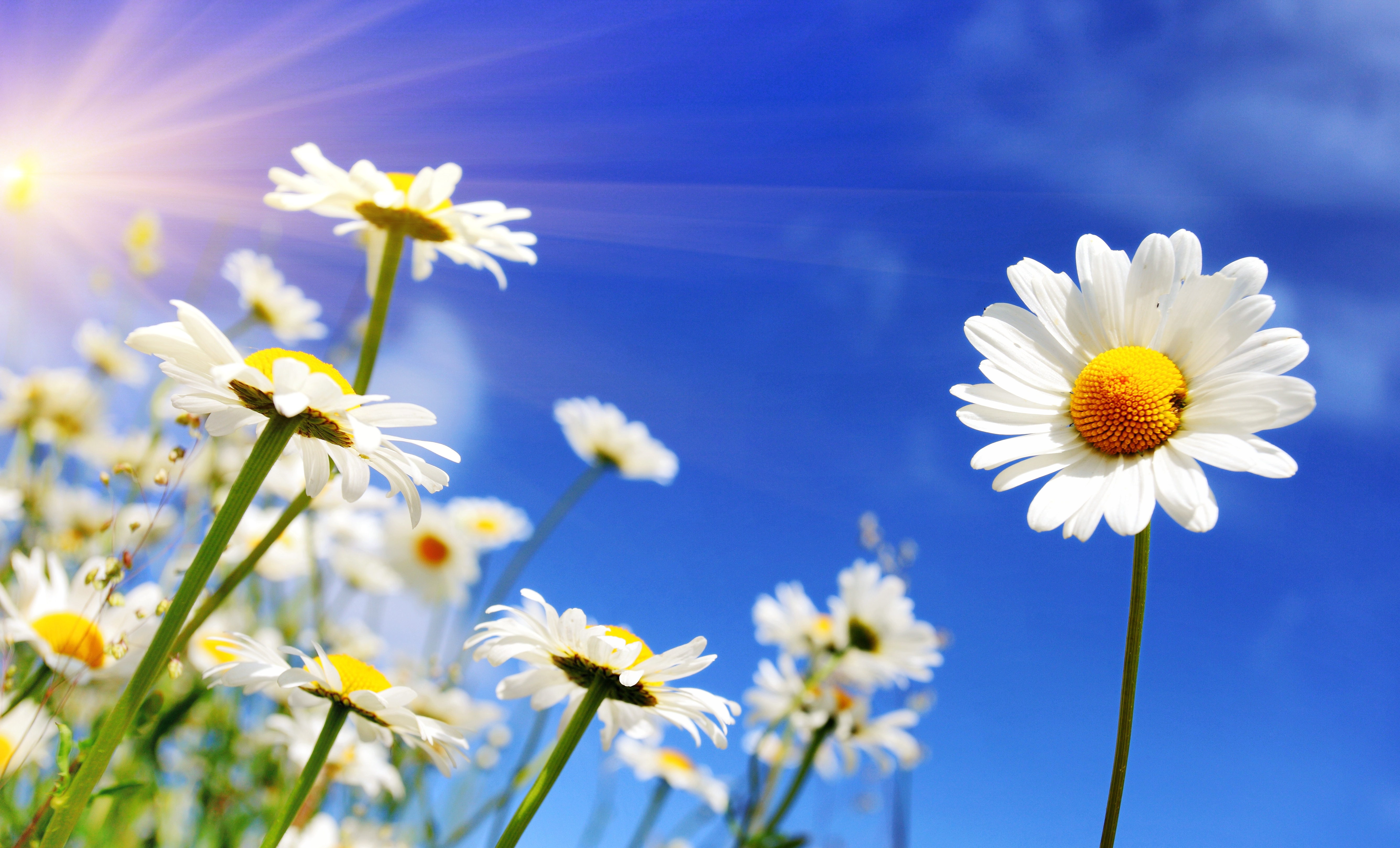 Laden Sie das Natur, Blumen, Sommer, Blume, Gänseblümchen, Weiße Blume, Sonnenstrahl, Erde/natur-Bild kostenlos auf Ihren PC-Desktop herunter