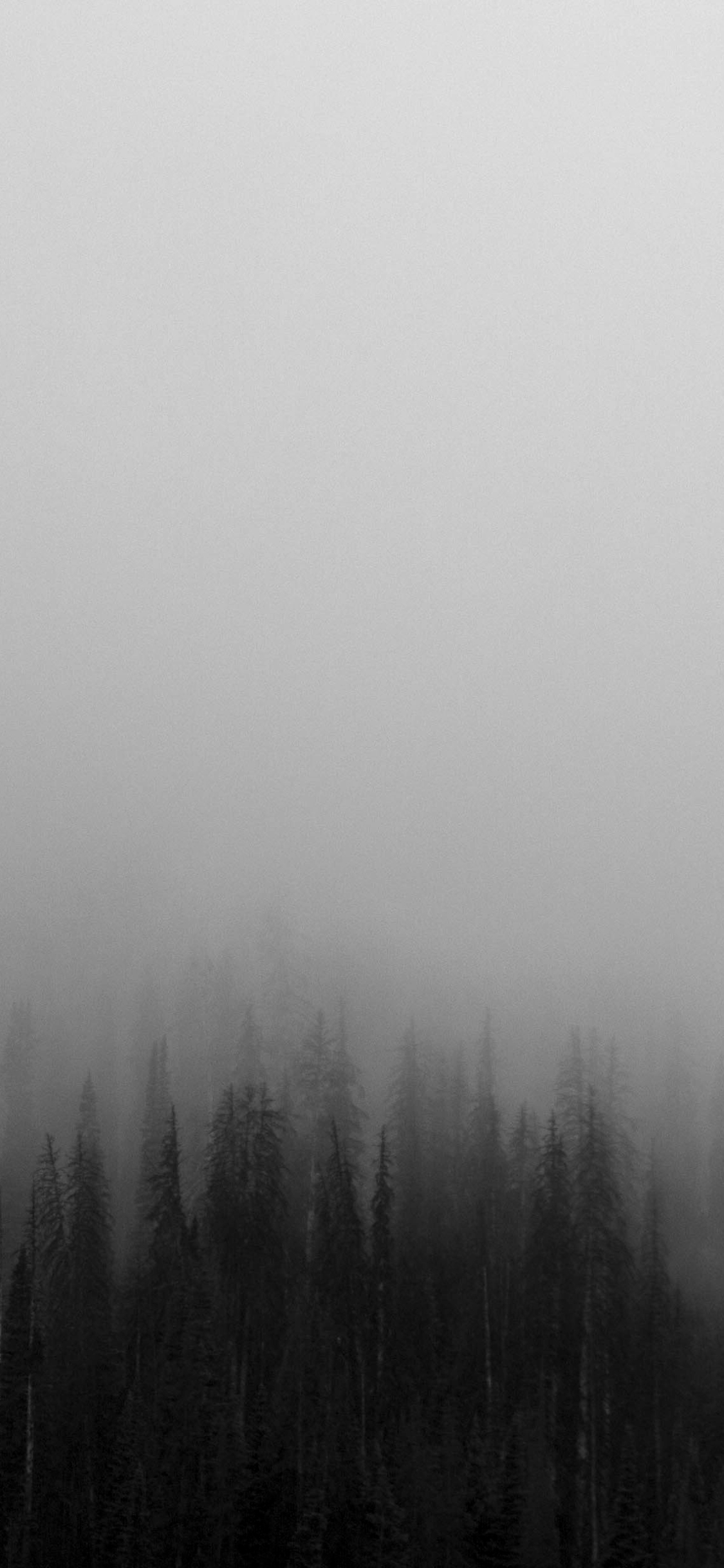 Download mobile wallpaper Forest, Fog, Earth for free.