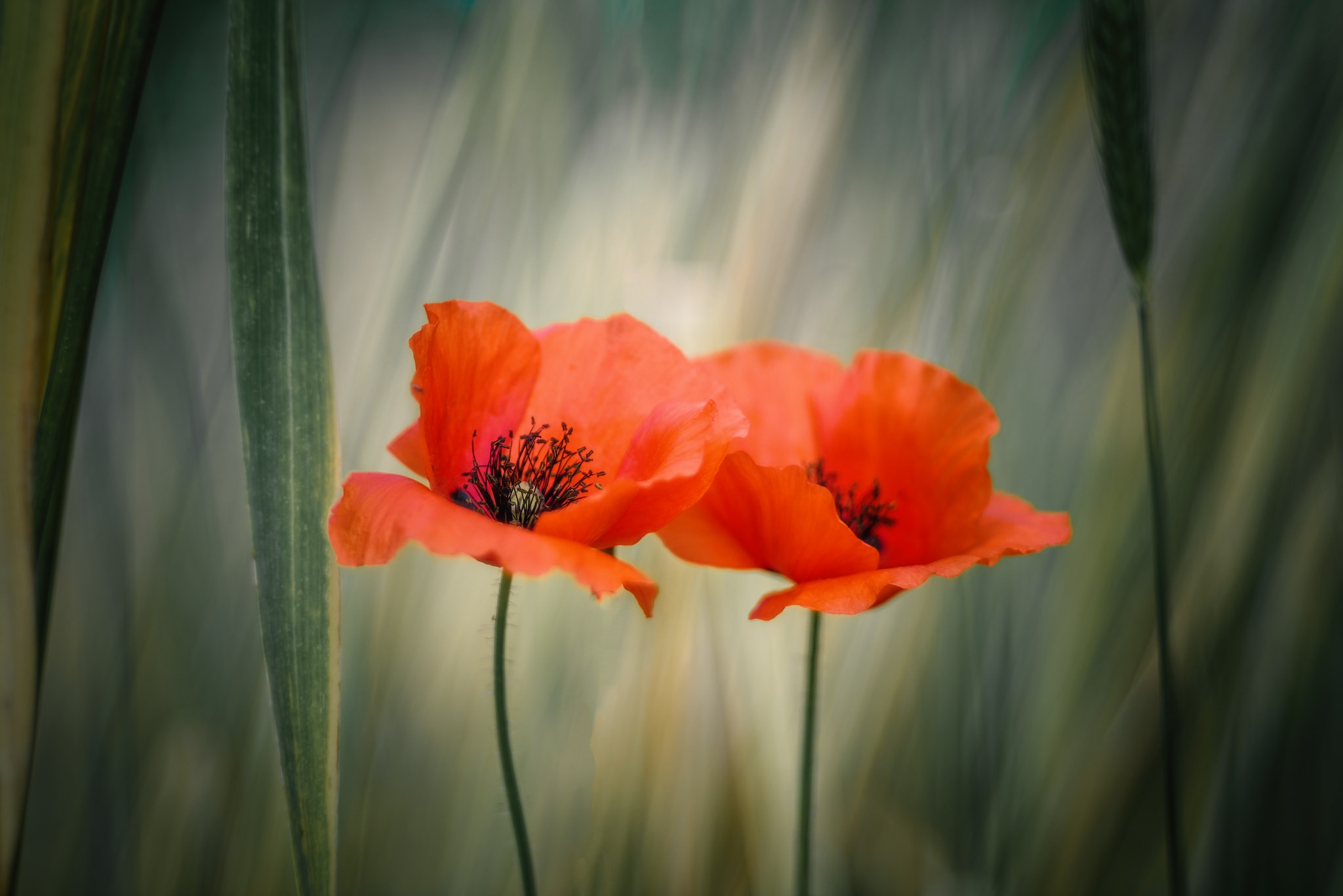 Handy-Wallpaper Natur, Blumen, Mohn, Sommer, Blume, Nahansicht, Erde/natur, Orangene Blume kostenlos herunterladen.