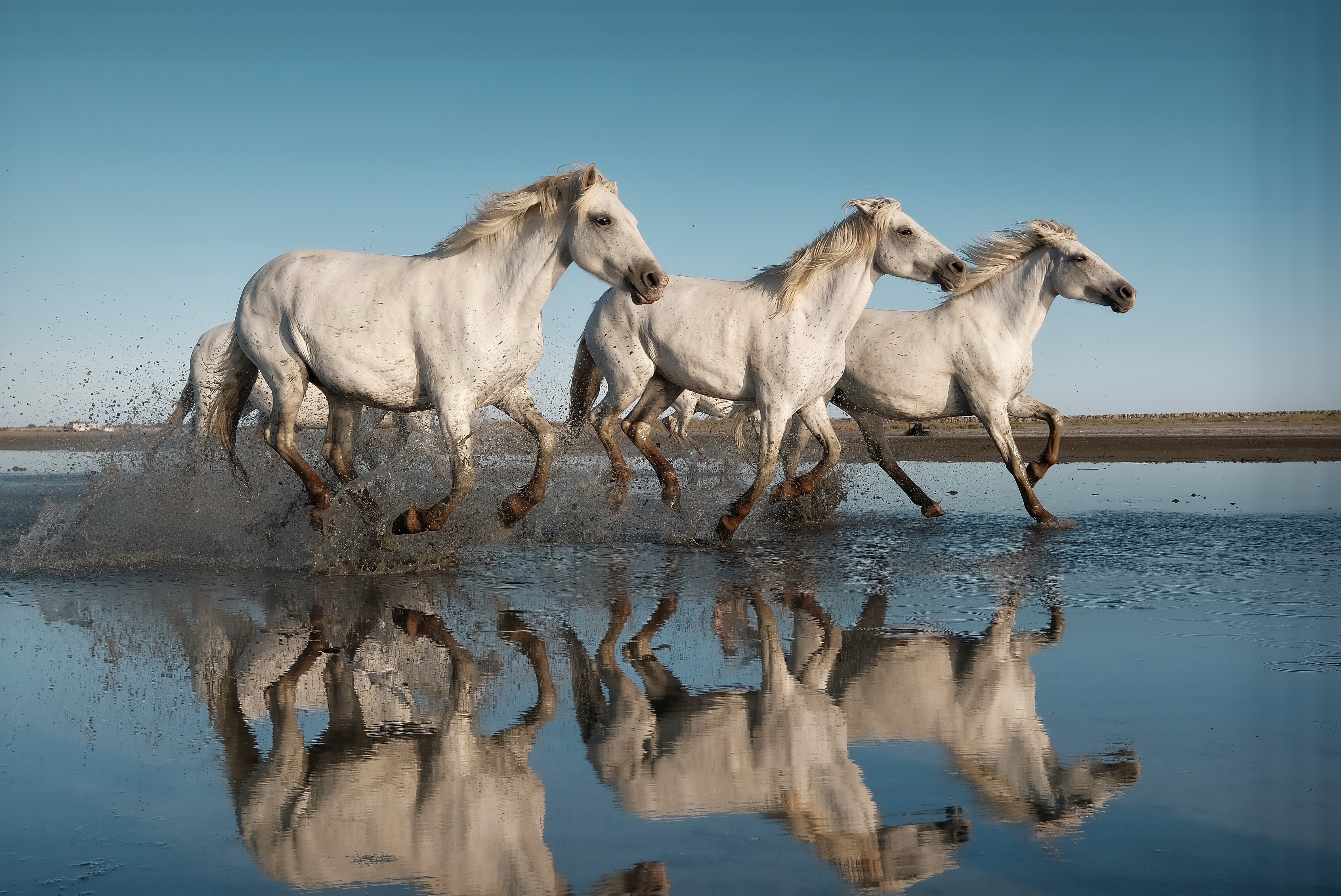 無料モバイル壁紙動物, 水, 馬, 反射をダウンロードします。