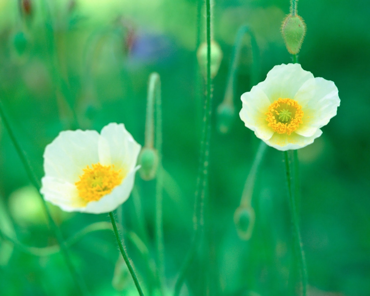 Descarga gratis la imagen Flor, Amapola, Tierra/naturaleza en el escritorio de tu PC